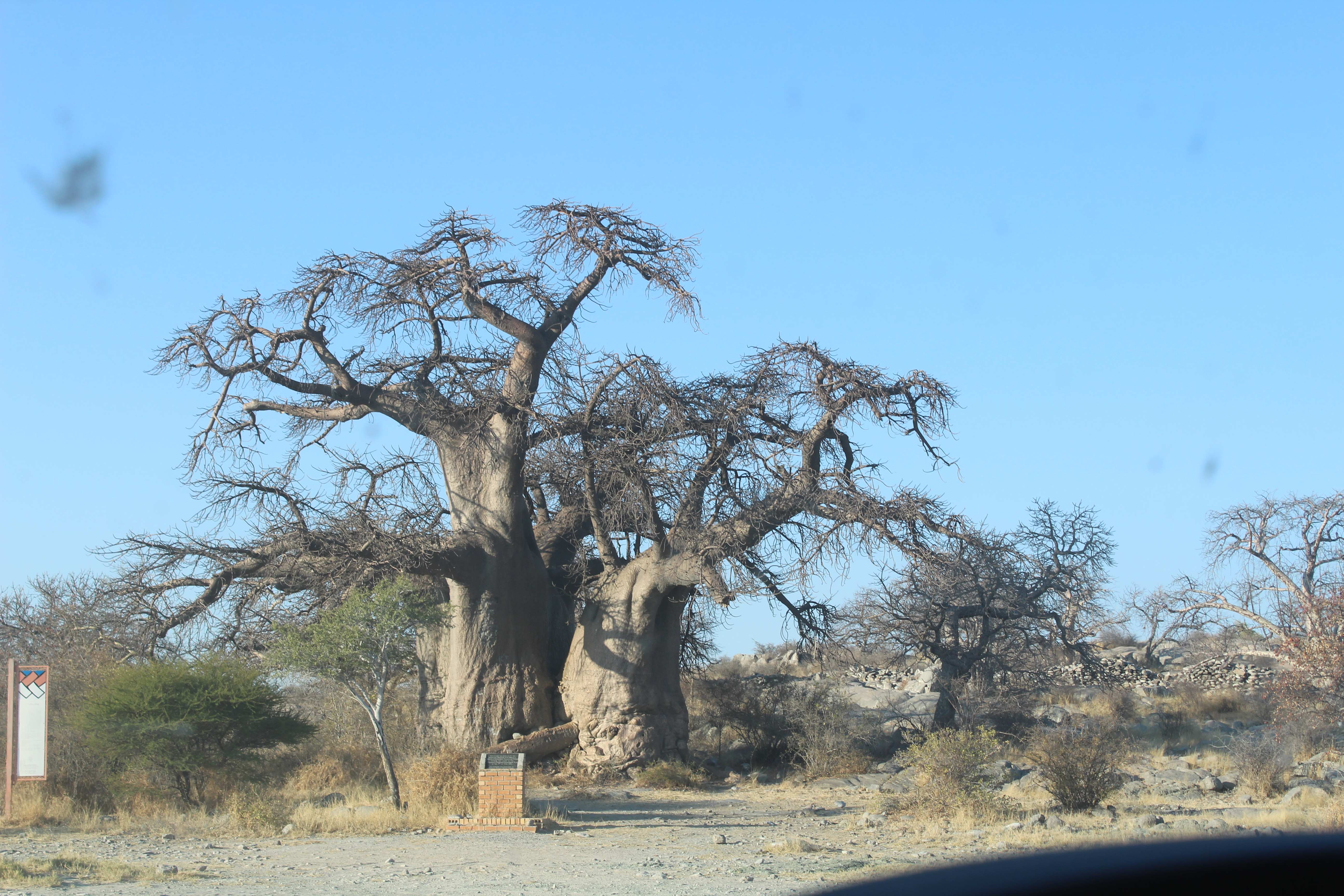 Massive ancient baobab tree with thick trunk and sprawling bare branches - one of the Magnificent 7 at Nxai Pan