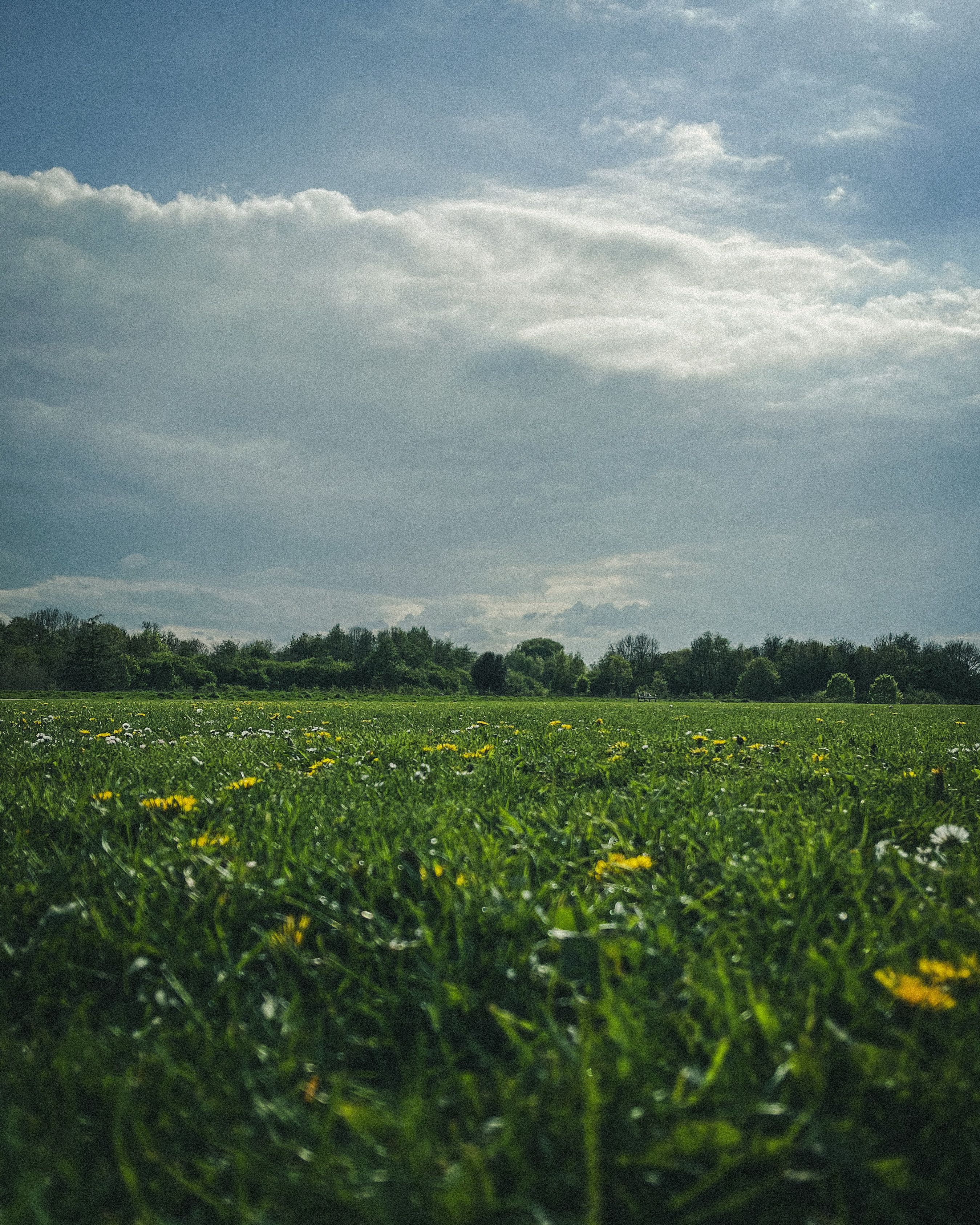 IMG_2326 / Meadow flowers