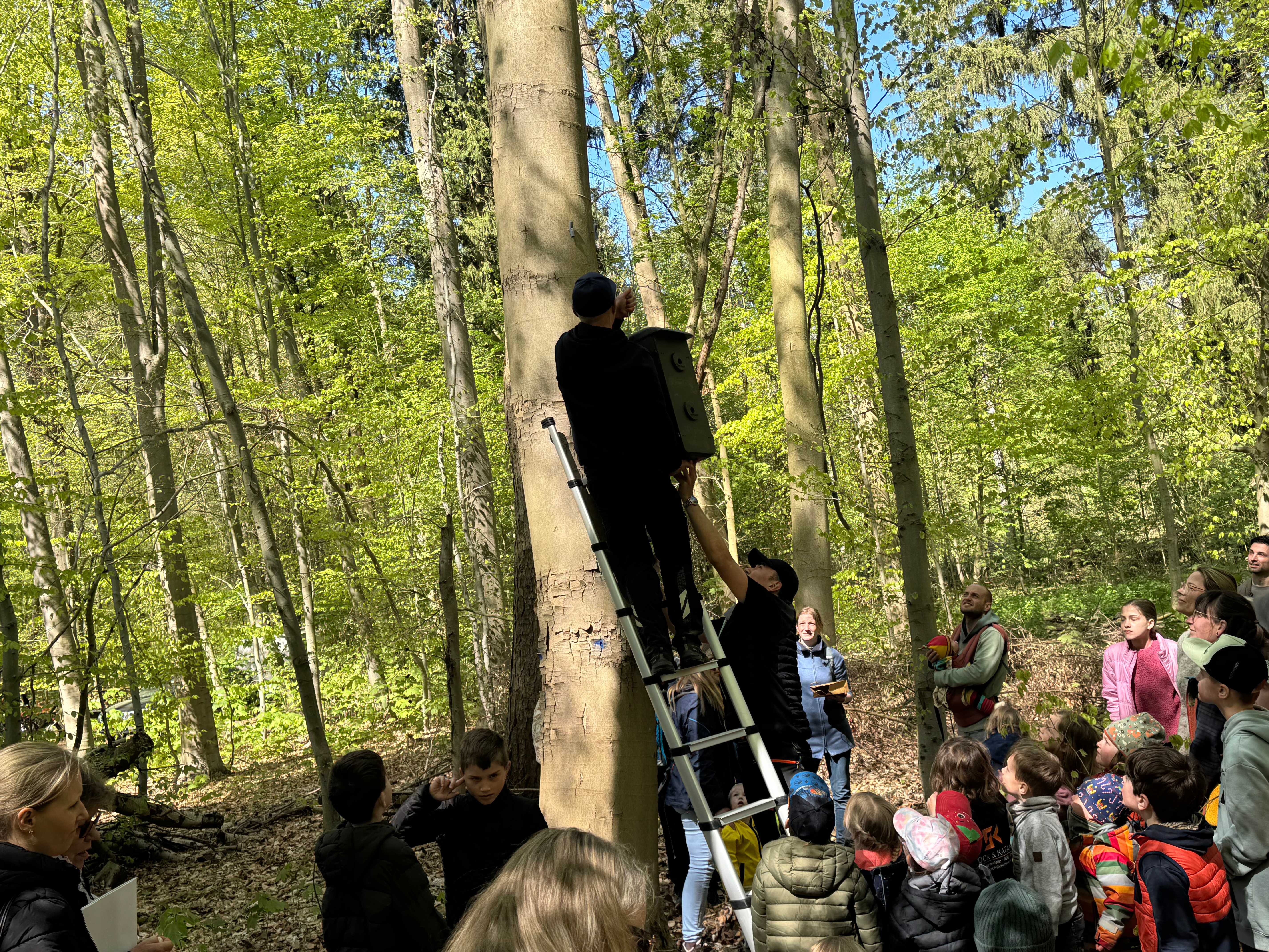 Anbringen eines Nistkastens in großer Höhe