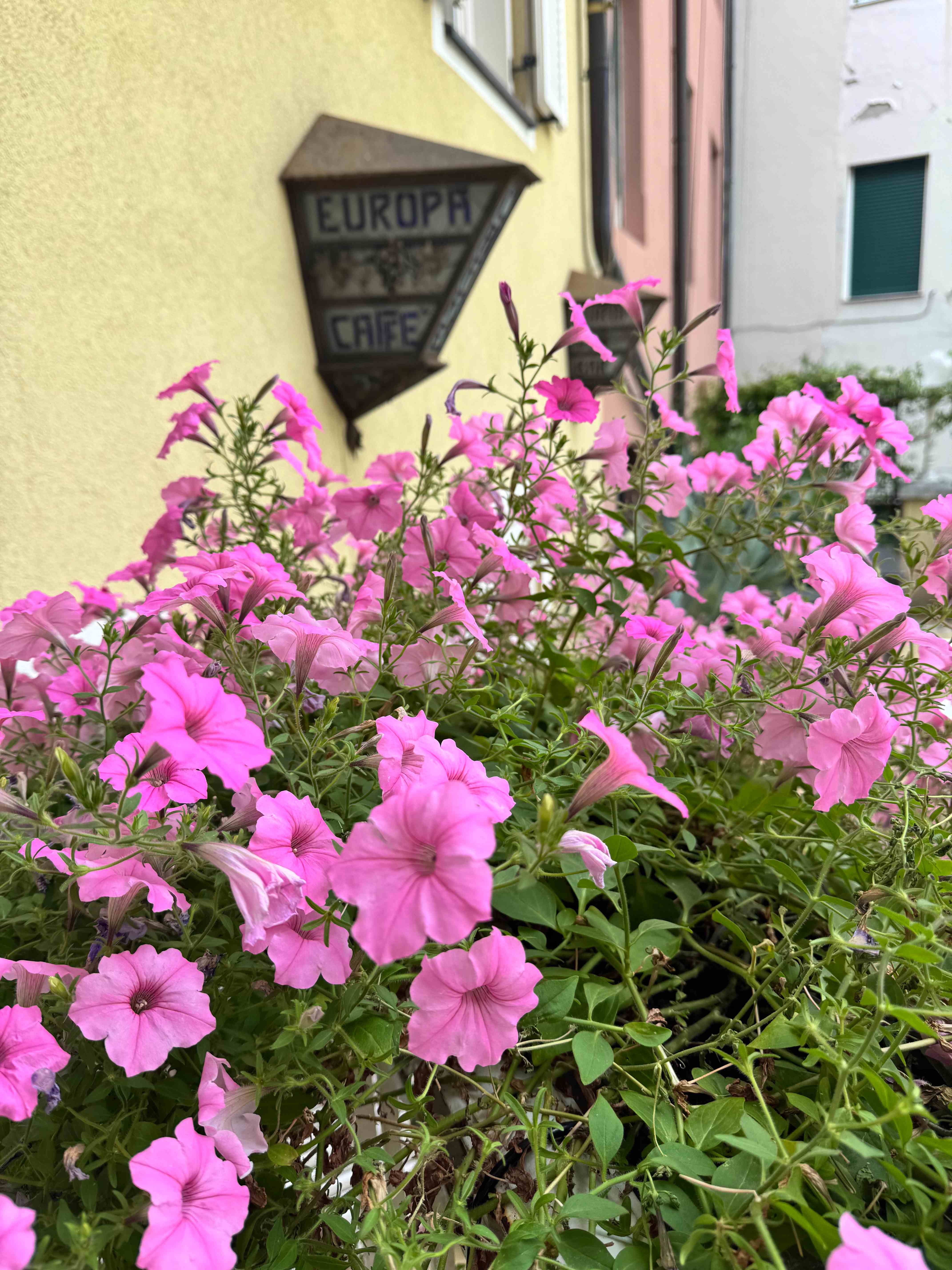 Rosa Petunien vor dem Europa Café in einem Südtiroler Dorf