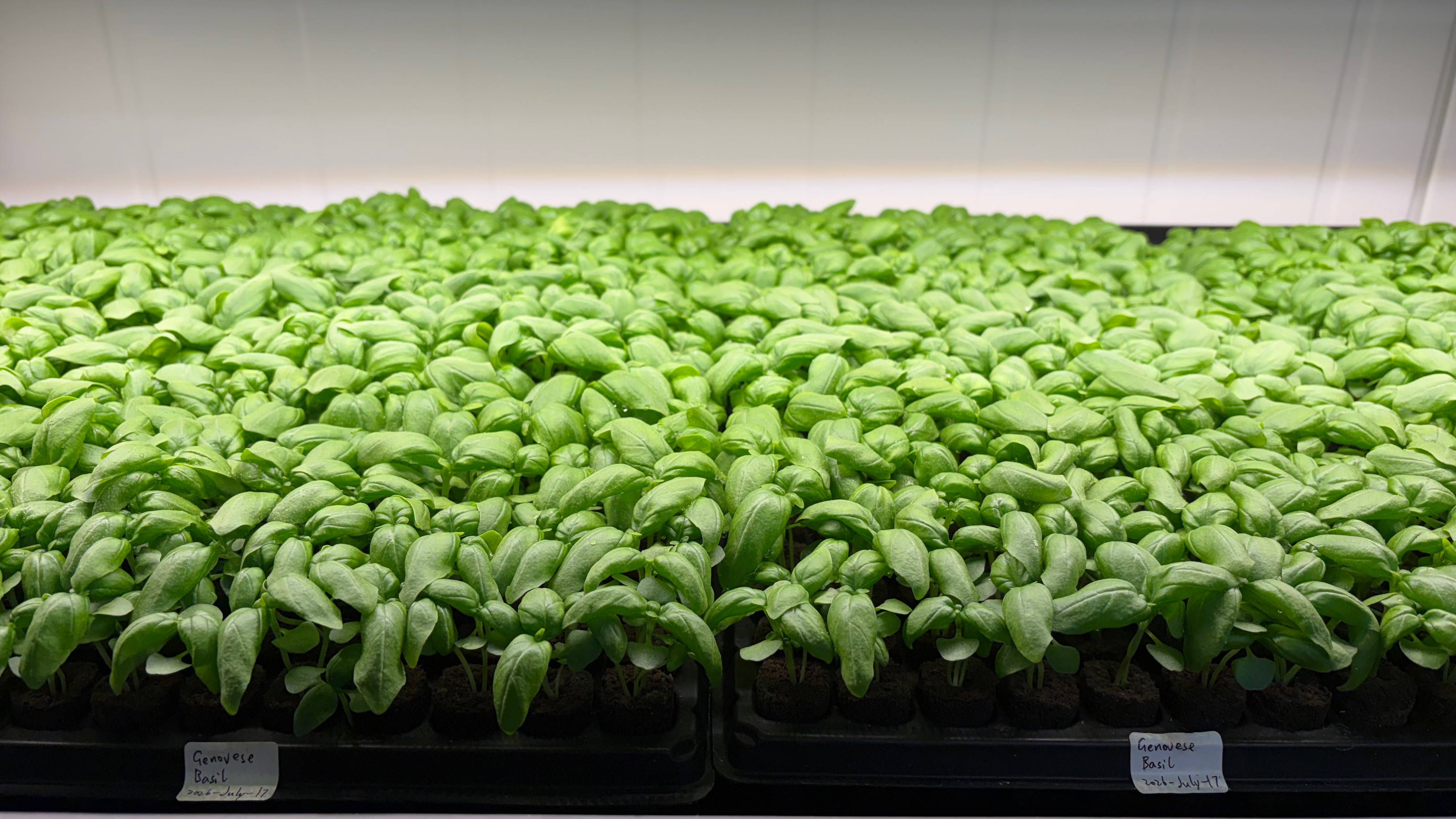 Rows of Genovese basil seedlings growing in nursery trays