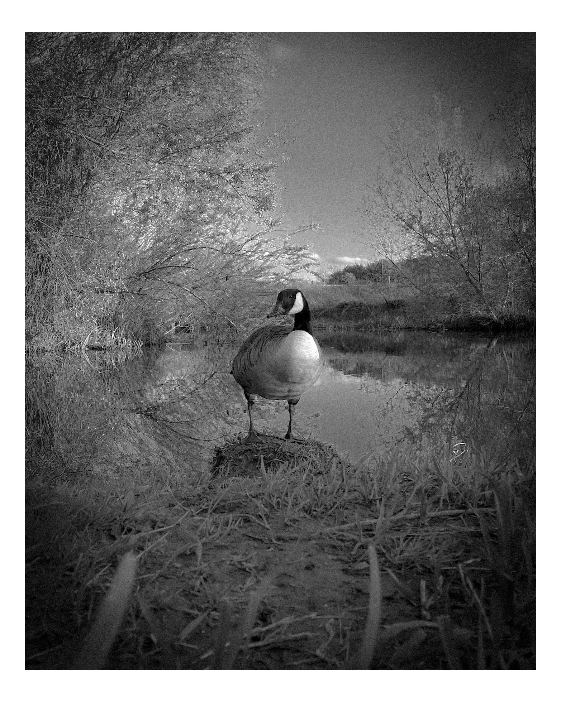 IMG_2981 / Composition