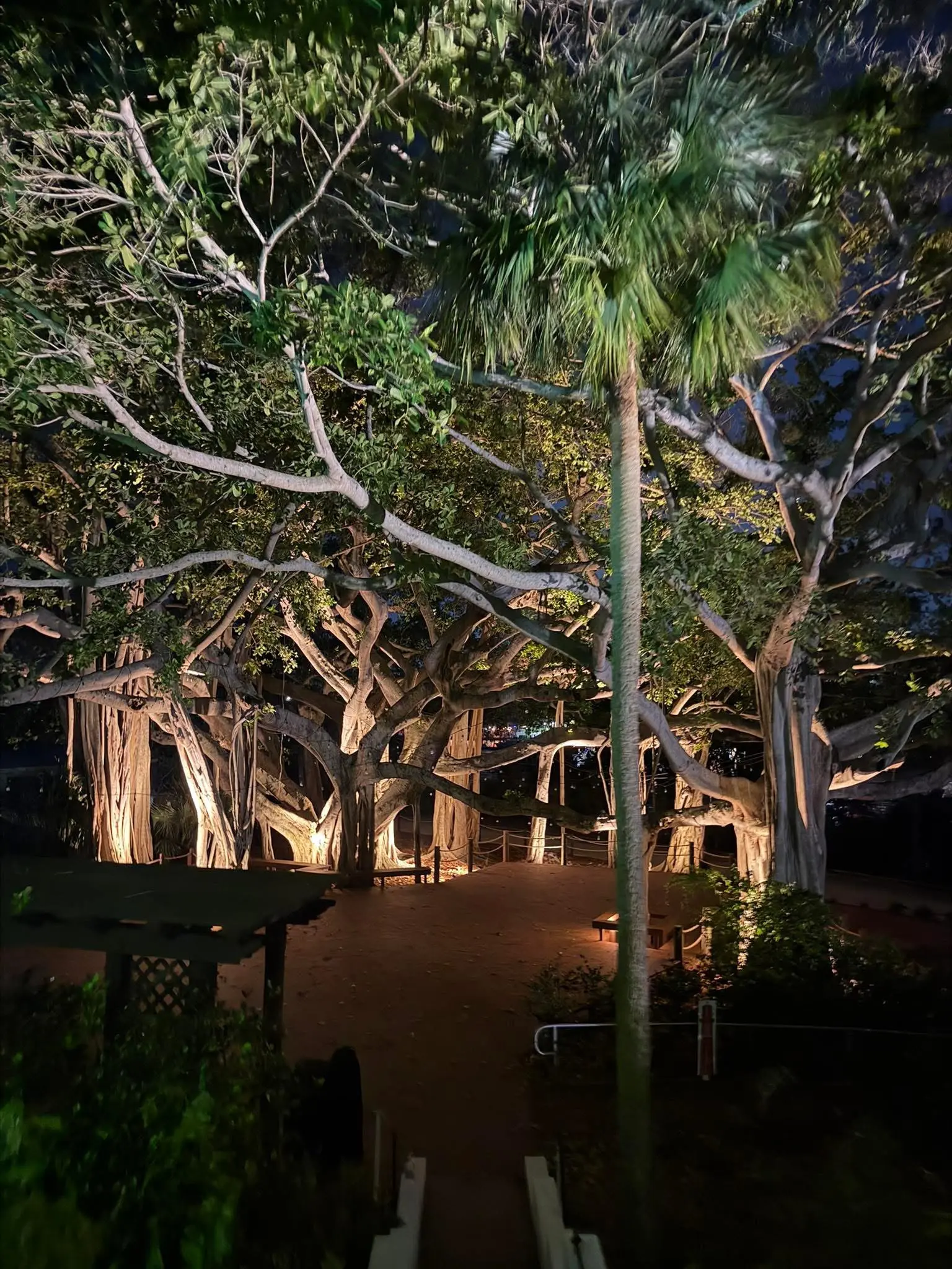 Landscape lighting installation by Integrity Landscape dramatically uplighting a massive spreading banyan tree canopy with warm amber fixtures at night, with a sandy path winding beneath the illuminated branches in Palm Beach County