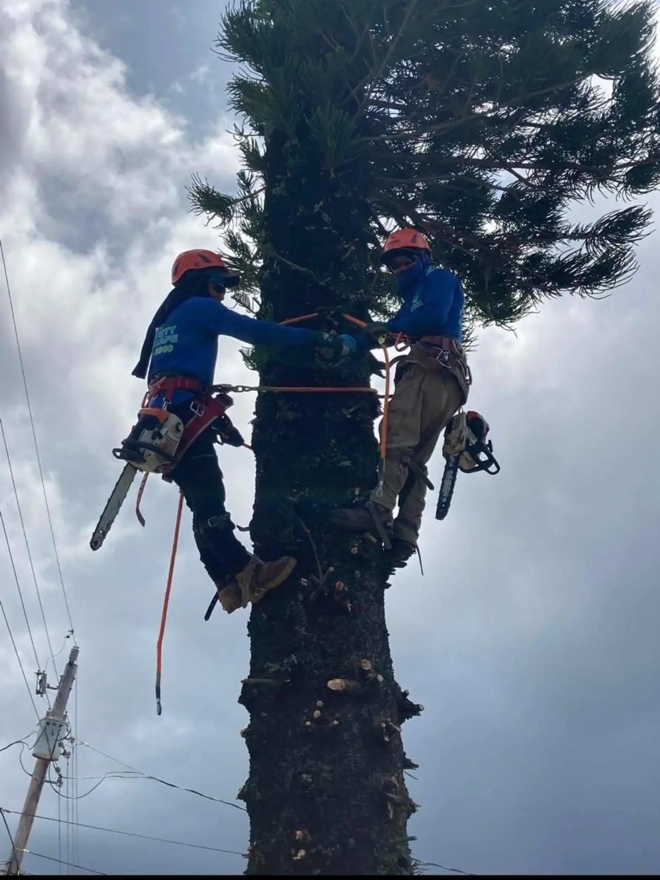 Tree trimming by Integrity Landscape showing two arborists in orange safety helmets, full body harnesses, and blue Integrity Landscape shirts gripping chainsaws while ascending the trunk of a very tall pine tree against a dramatic cloudy sky