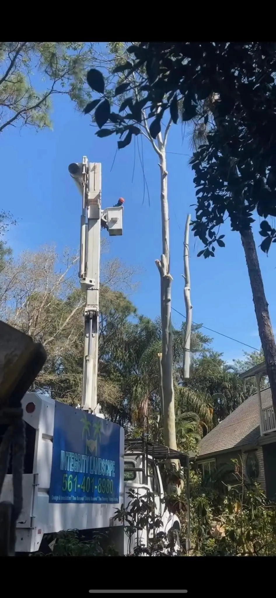 Tree removal by Integrity Landscape showing the company's branded white boom truck with its bucket extended high above a stripped eucalyptus canopy, with the Integrity Landscape name and phone number prominently displayed on the truck door