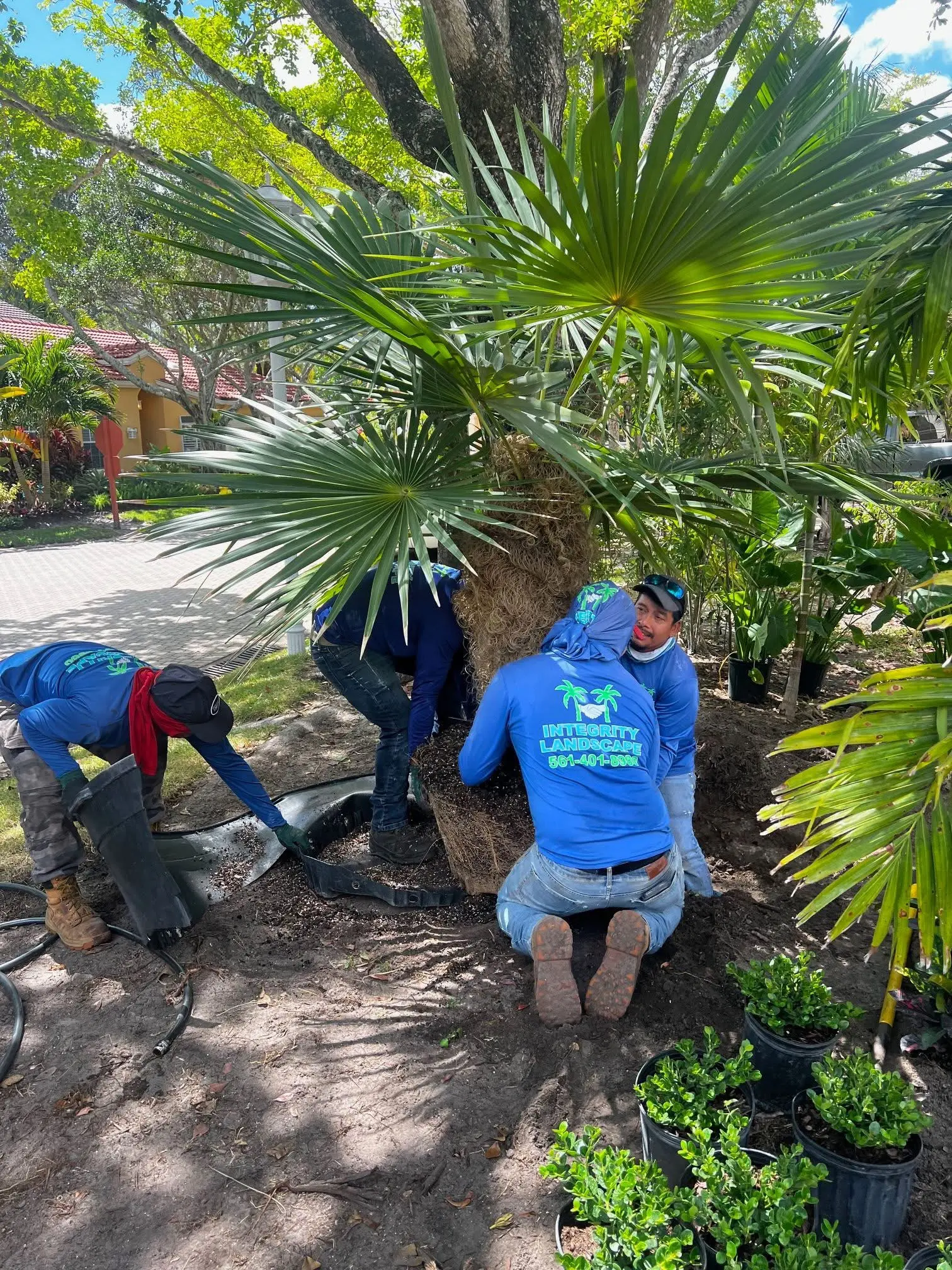 Tree planting and landscape installation by Integrity Landscape showing three crew members in branded blue shirts crouched around the exposed root ball of a large mature fan palm, repositioning it in a tropical South Florida residential yard with a paver driveway visible in the background
