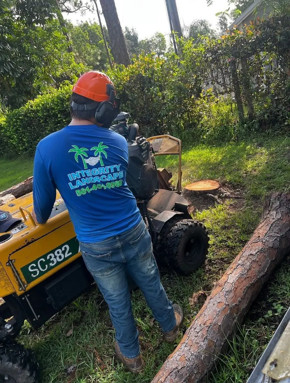 Stump grinding by Integrity Landscape showing a crew member in an orange safety helmet and branded blue shirt operating a yellow SC382 stump grinder beside freshly cut pine logs in a lush South Florida residential yard