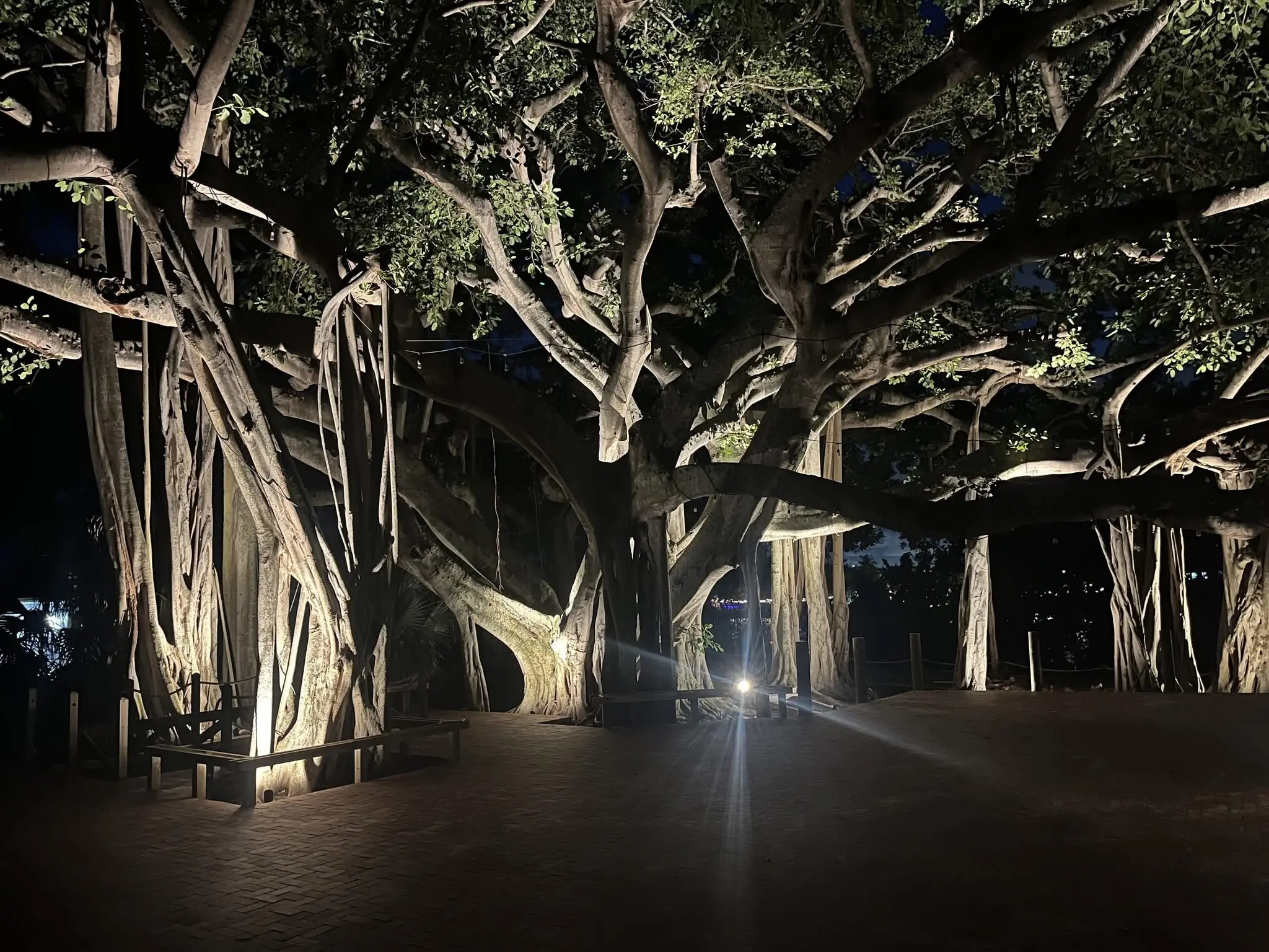Landscape lighting installation by Integrity Landscape showing a dramatic nighttime interior view of an enormous banyan tree lit from below with warm white uplights, revealing the tree's massive spreading canopy, hanging aerial roots, and a brick paver seating area with benches in Palm Beach County