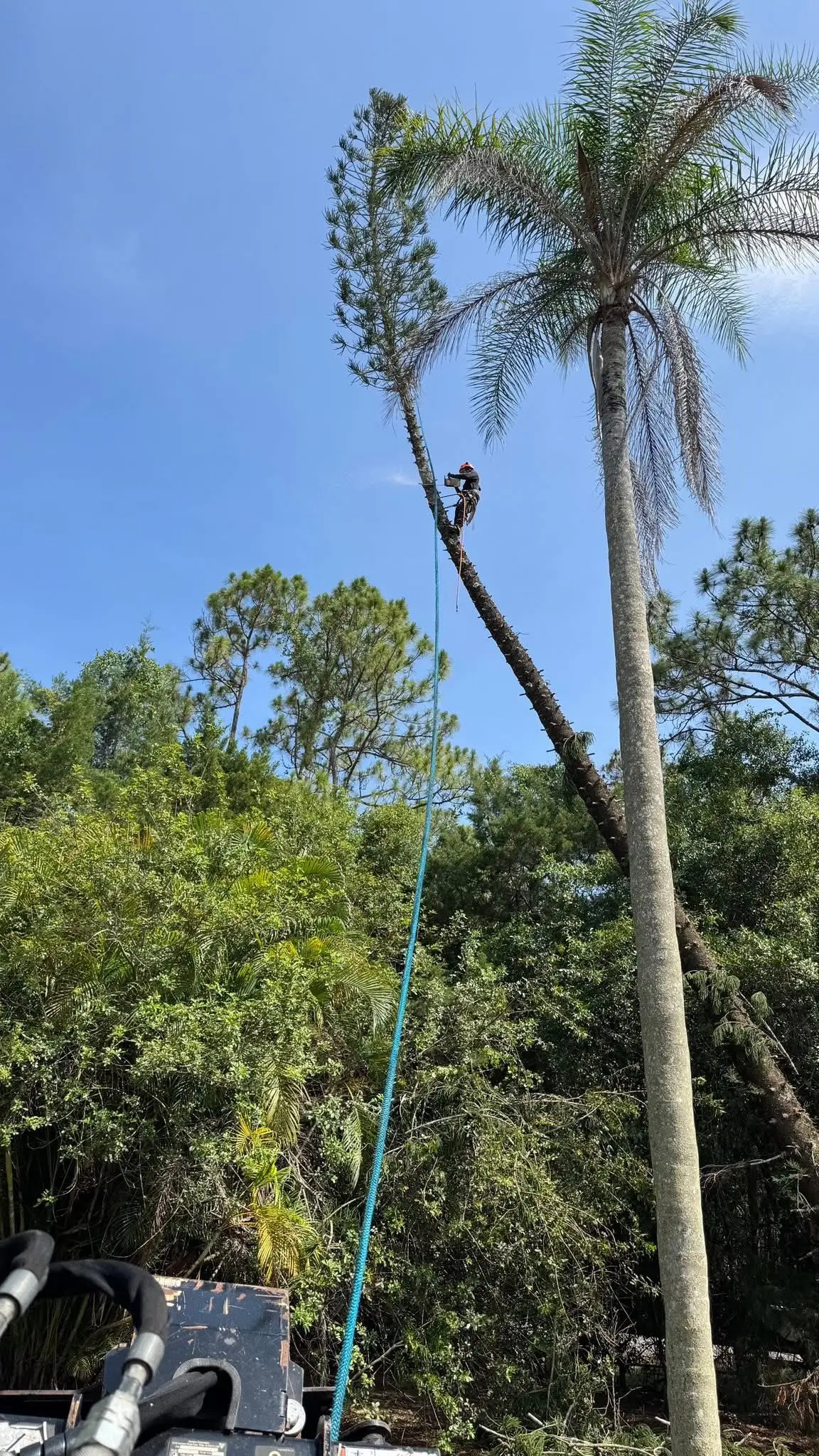 Tree trimming by Integrity Landscape showing an arborist in an orange safety helmet and full harness ascending a tall leaning pine with a bright teal safety rope, surrounded by dense South Florida forest canopy against a vivid blue sky