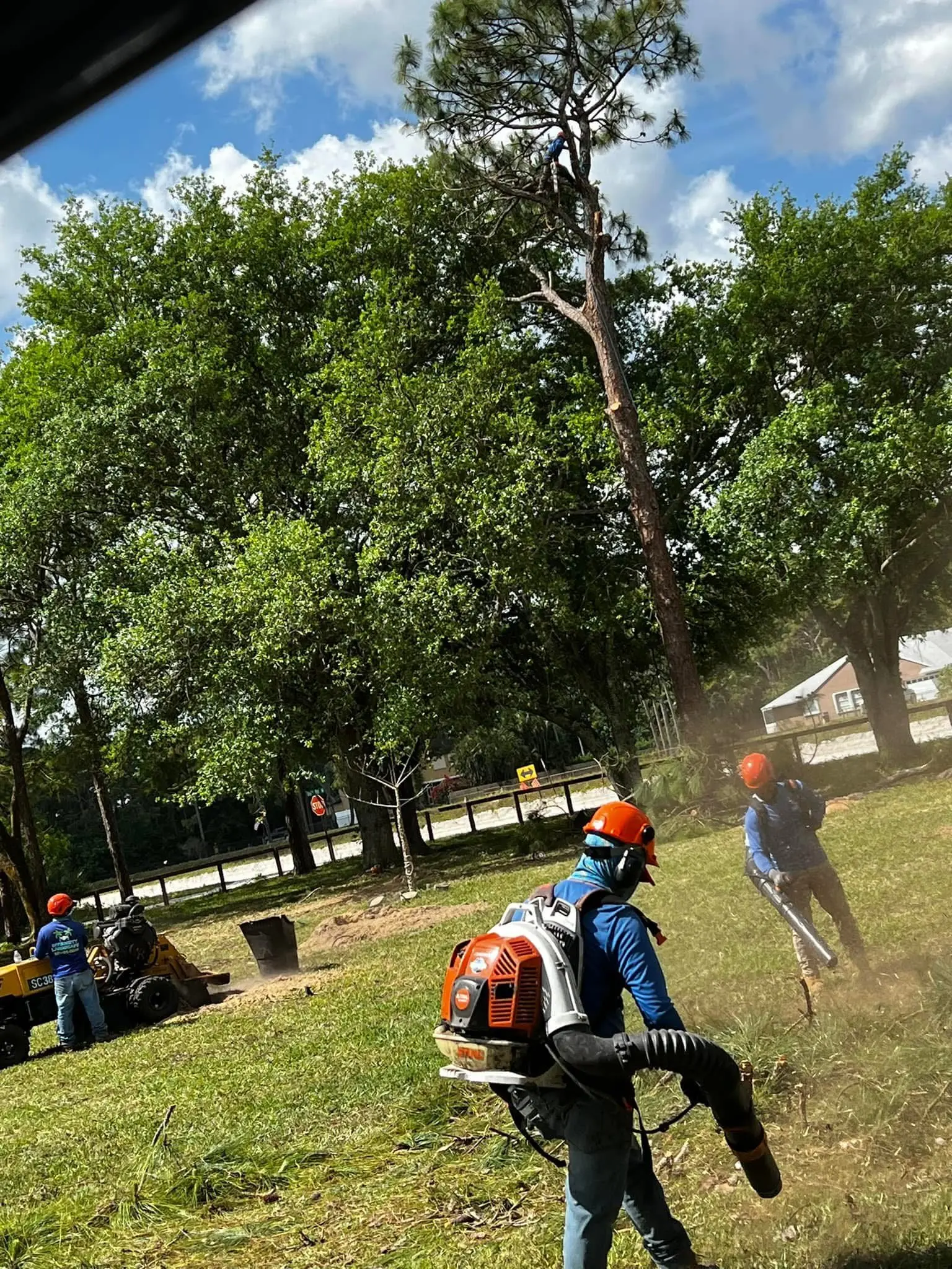 Tree removal by Integrity Landscape showing a full crew operation with an arborist at the top of a tall pine, a ground crew member in an orange helmet running a large backpack blower, and a stump grinder operating in the background
