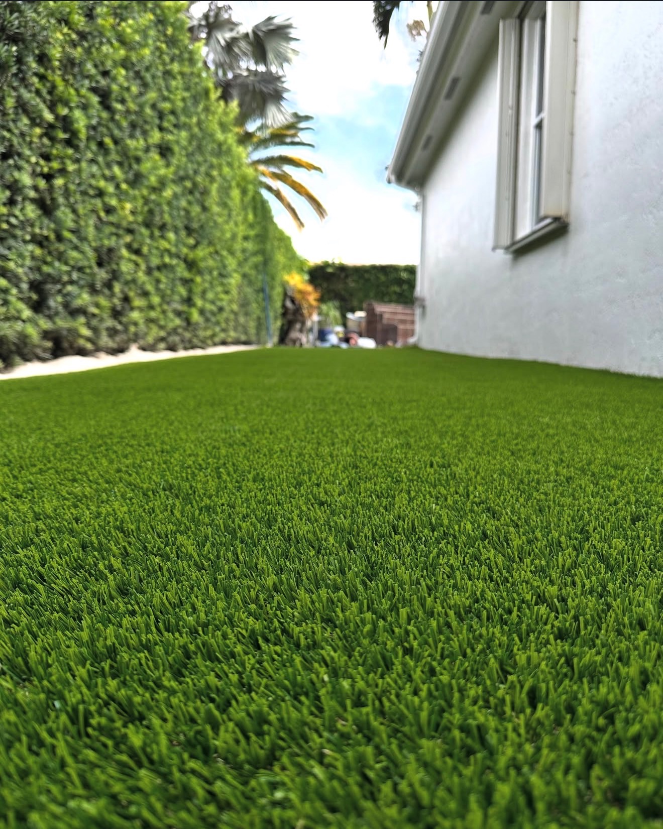 Ground-level close-up of premium artificial turf texture beside a tall manicured hedge wall and white stucco home