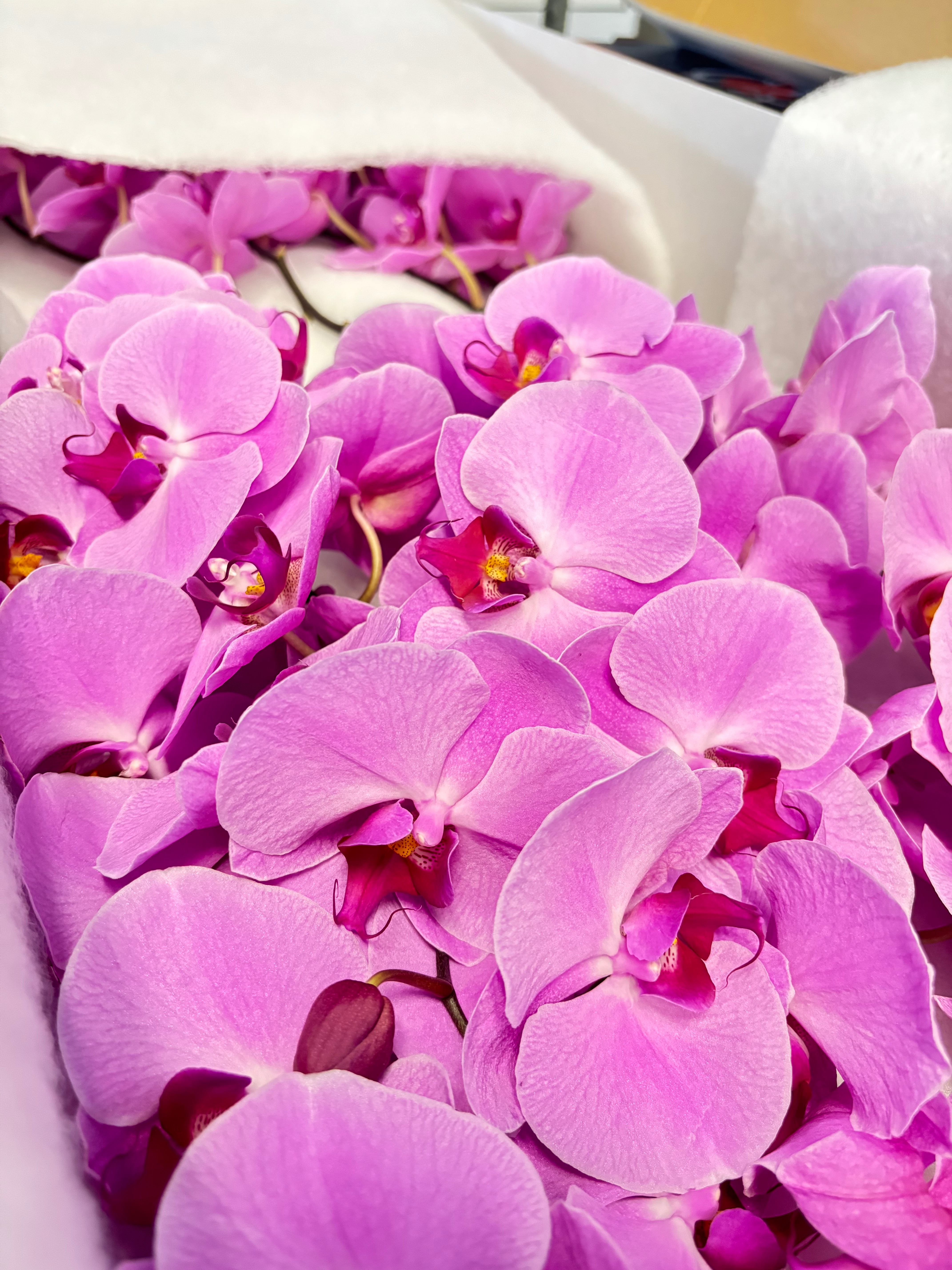 Fiori Recisi Premium
