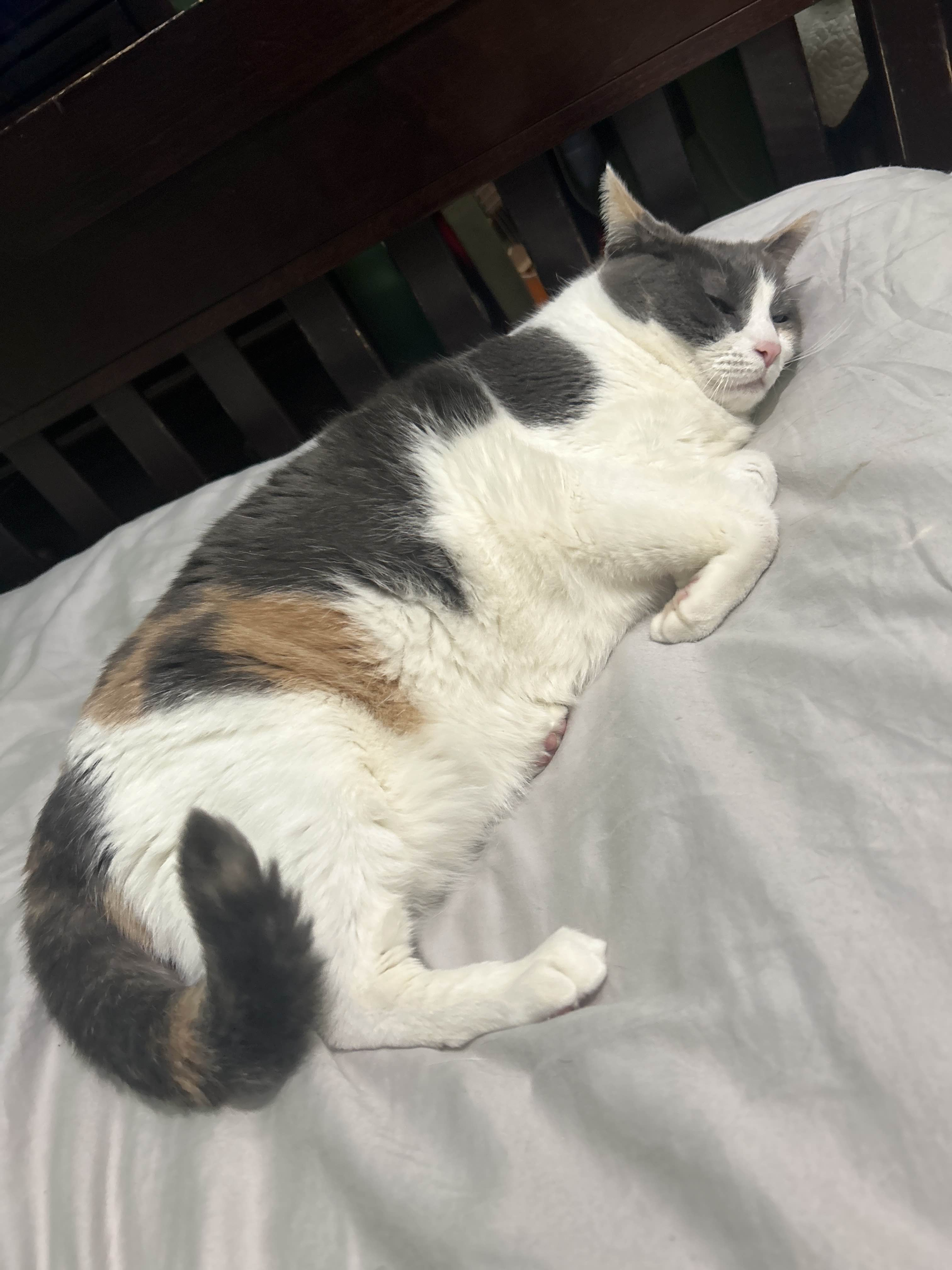 Tato, a sleepy gray, white, and orange cat curled up comfortably on a bed