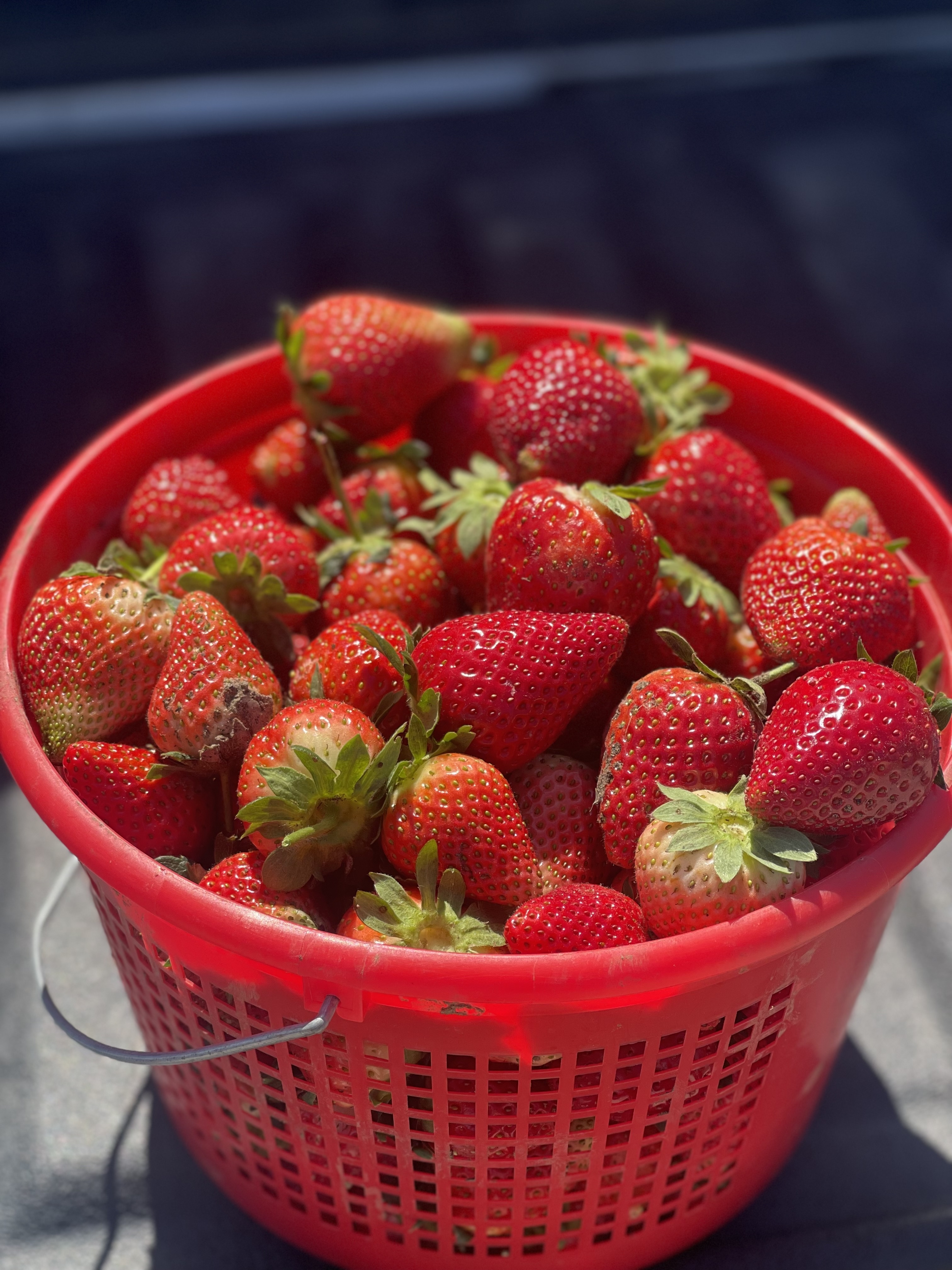 Fresh picked strawberries in our picking bucket