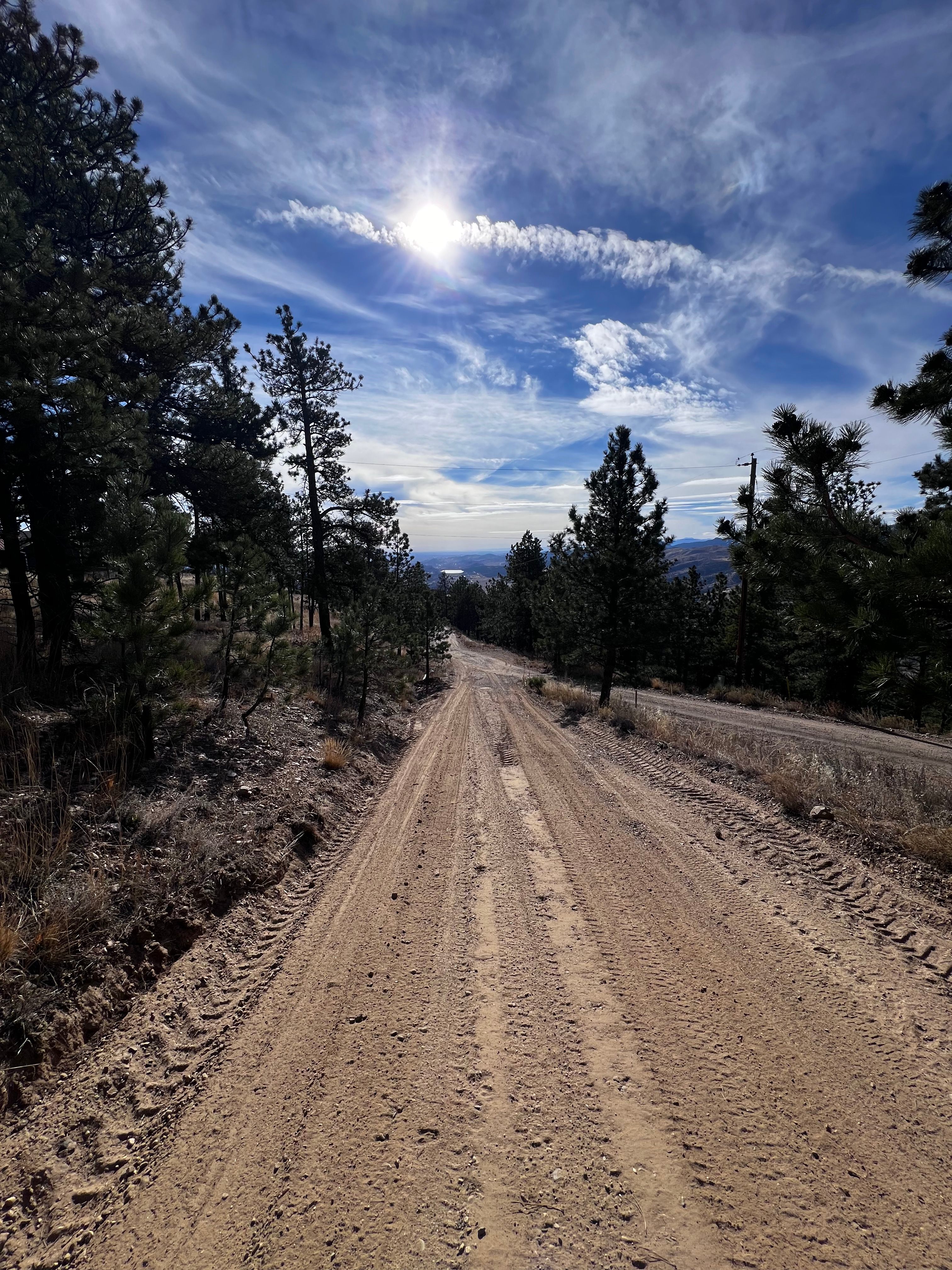 Graded dirt road through pine trees in Northern Colorado