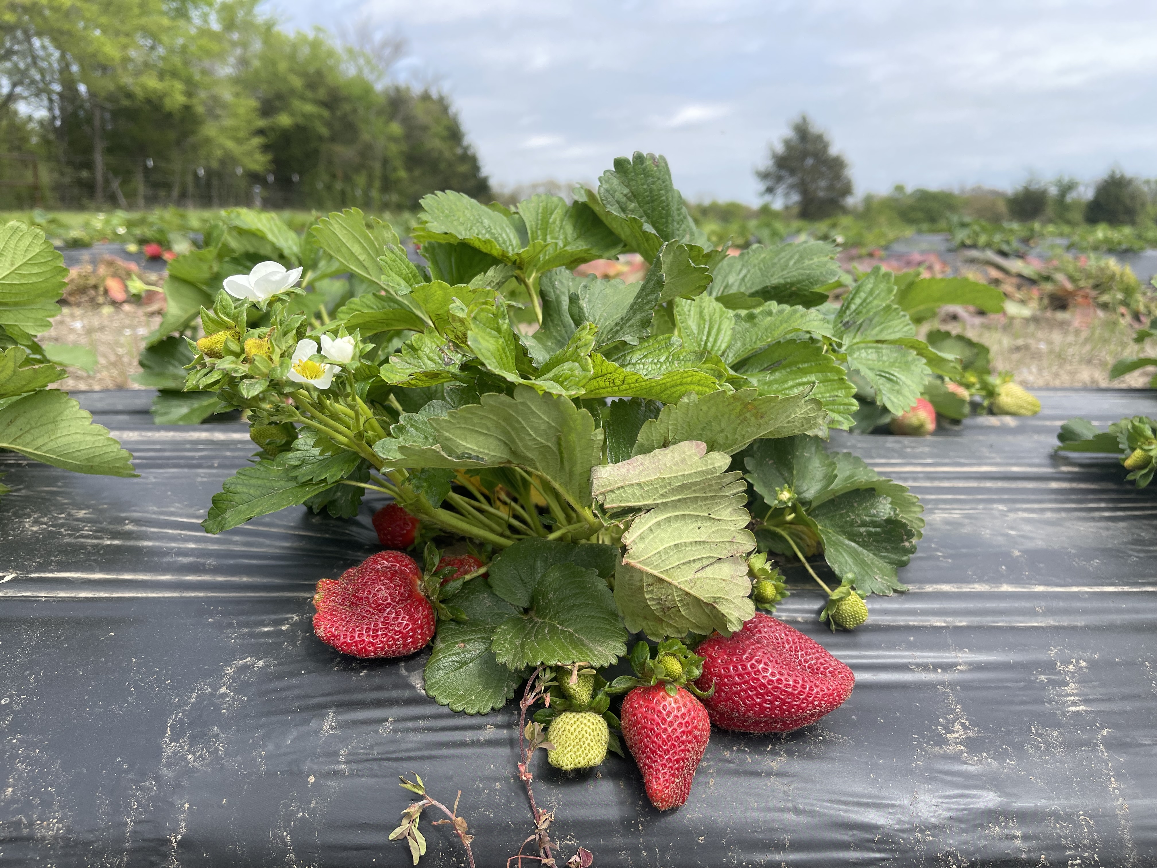 Close-up of our strawberry plants with ripe berries and flowers