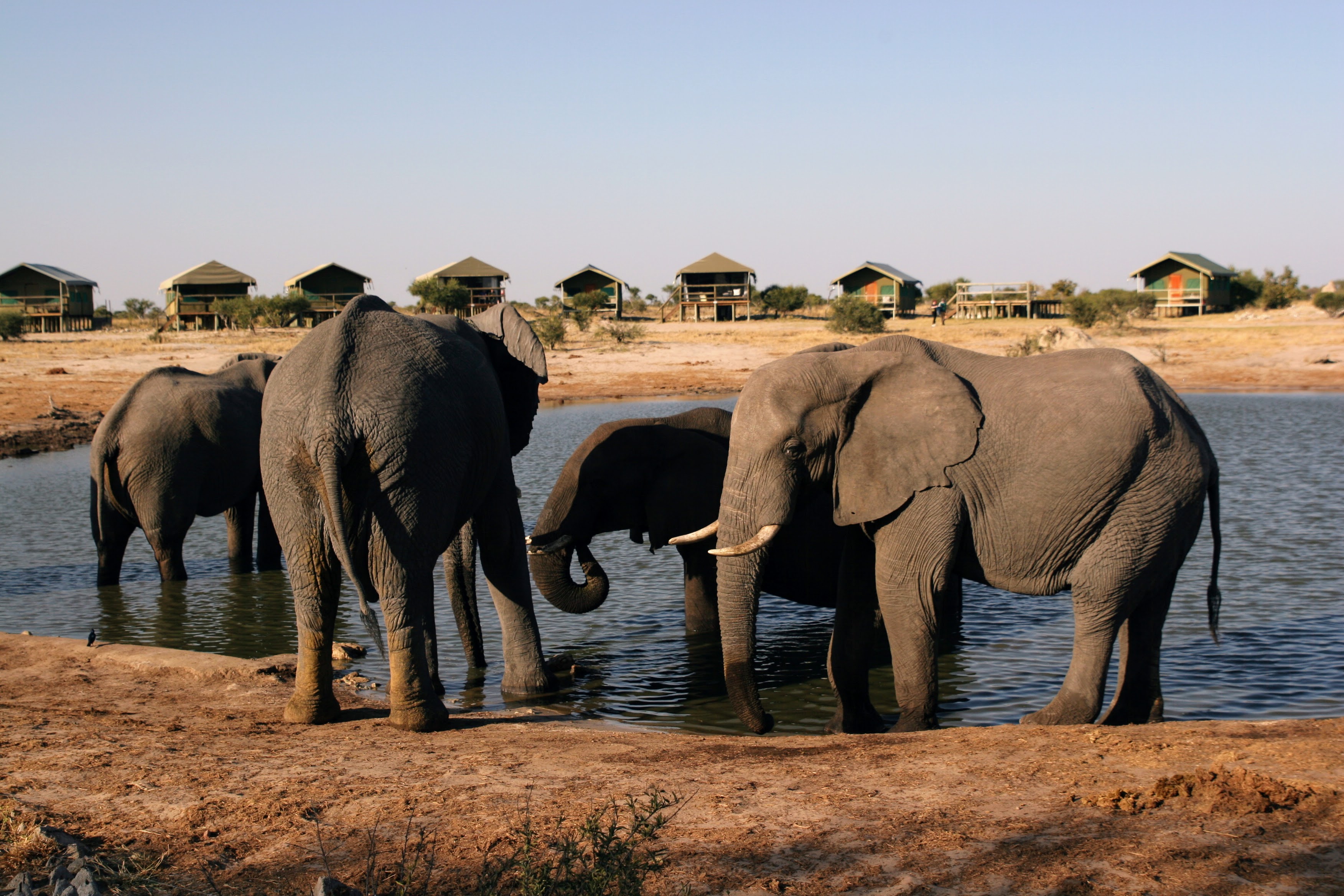 Close-up of elephants drinking at the waterhole with Elephant Sands safari tents in the background