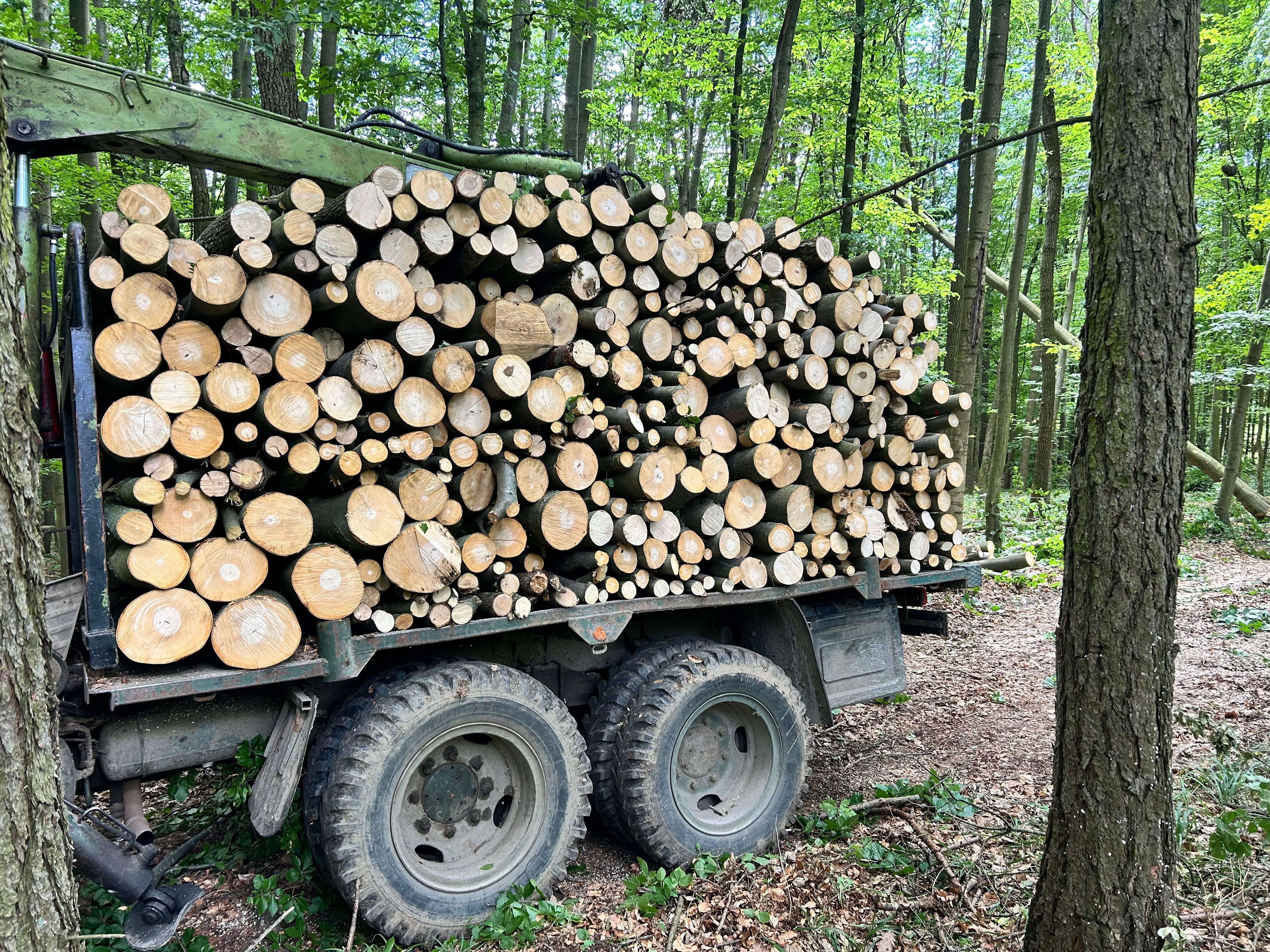 Lesní vlek naložený palivovým dřevem v lese