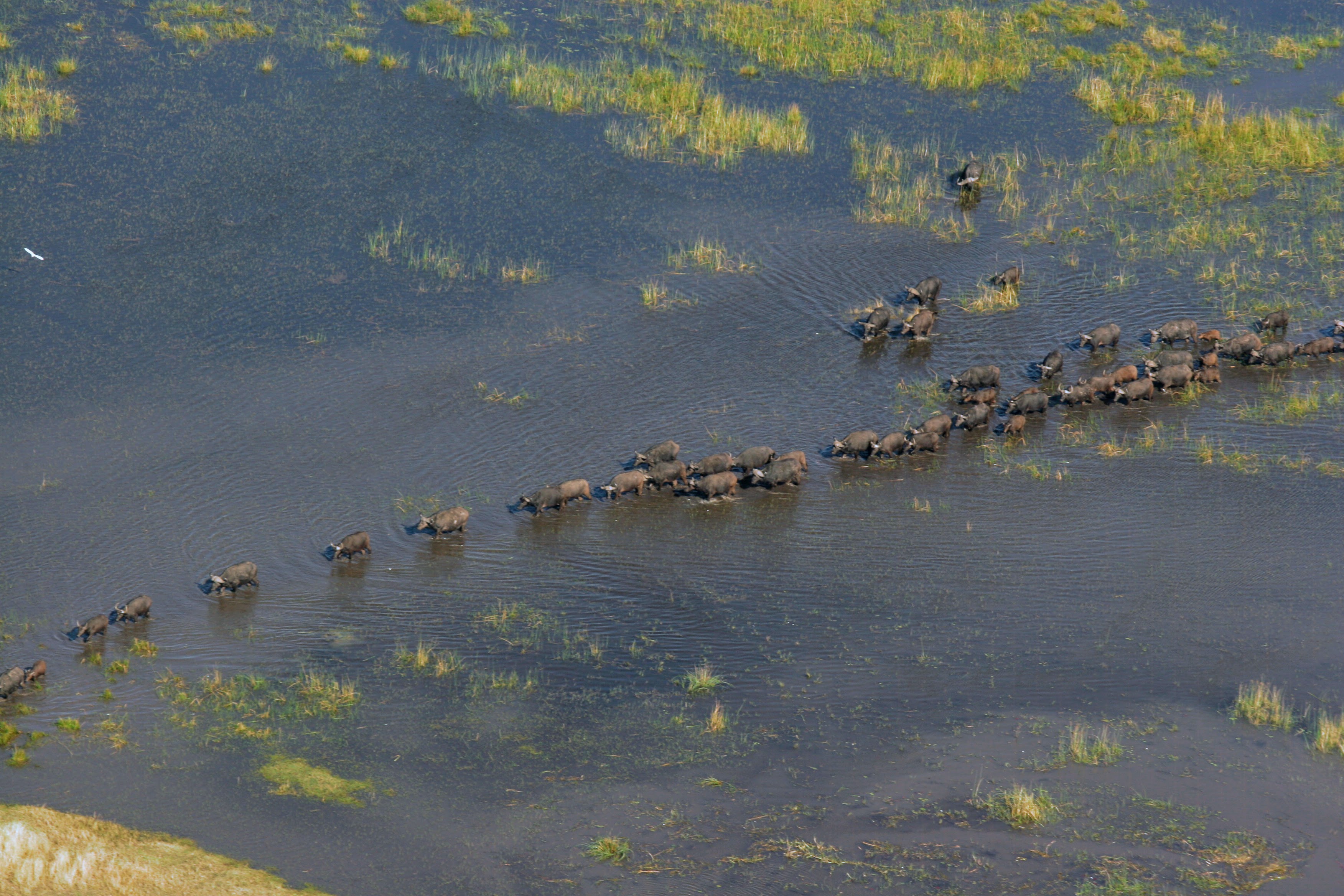 Aerial view of a buffalo herd crossing through shallow water in the Okavango Delta