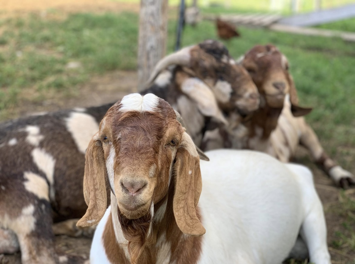 Adirondack Meat Goats