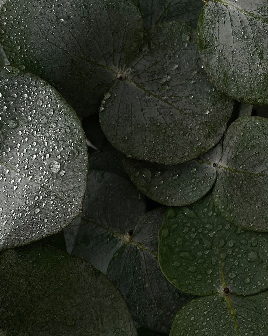 VERDE ORNAMENTALE