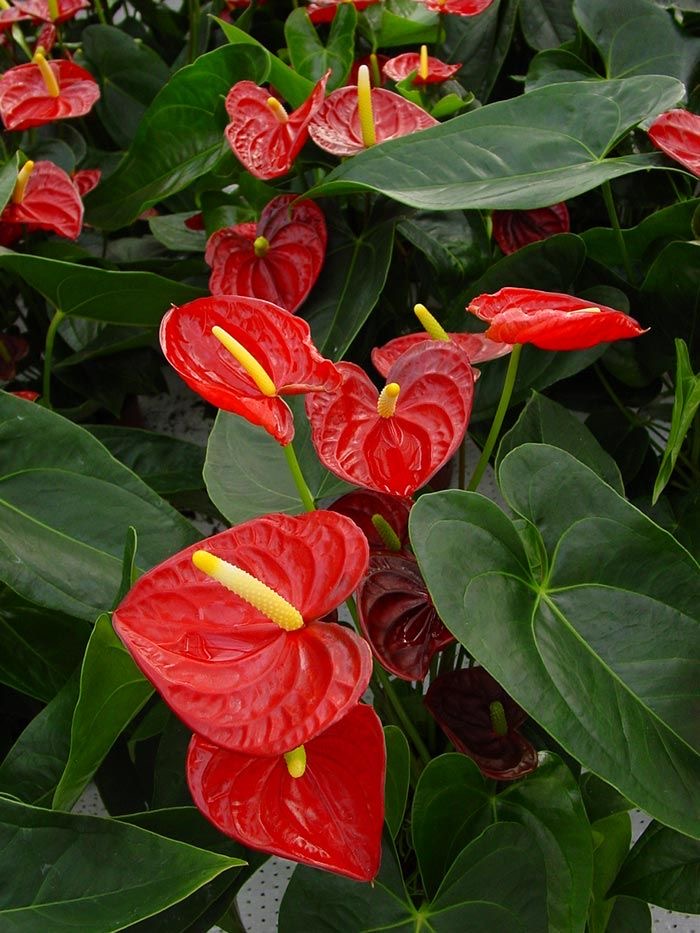 PIANTE DA INTERNO ED ESTERNO