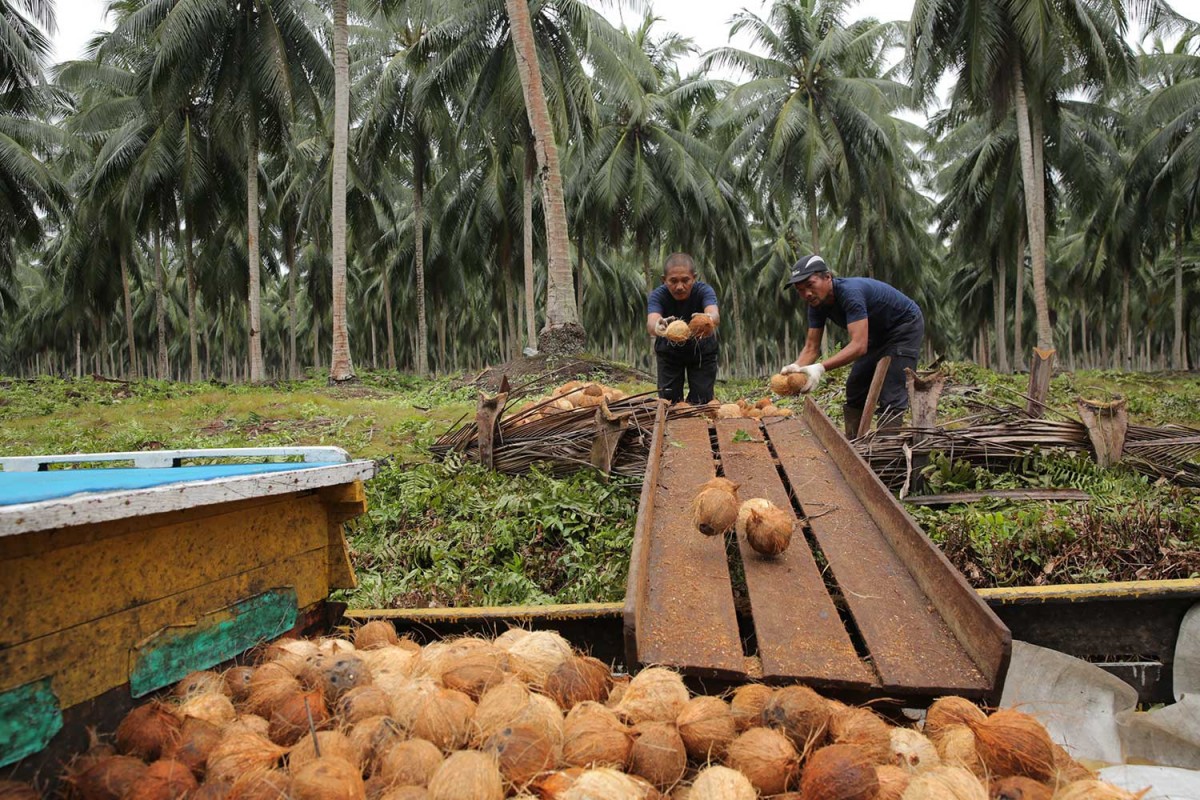 Raw coconuts sourcing from Indonesian coconut plantation