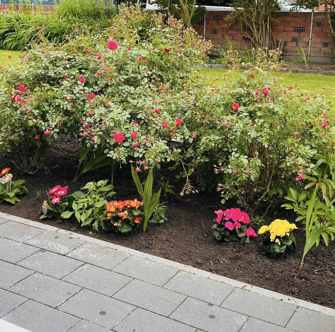 Gepflegtes Blumenbeet mit Rosen
