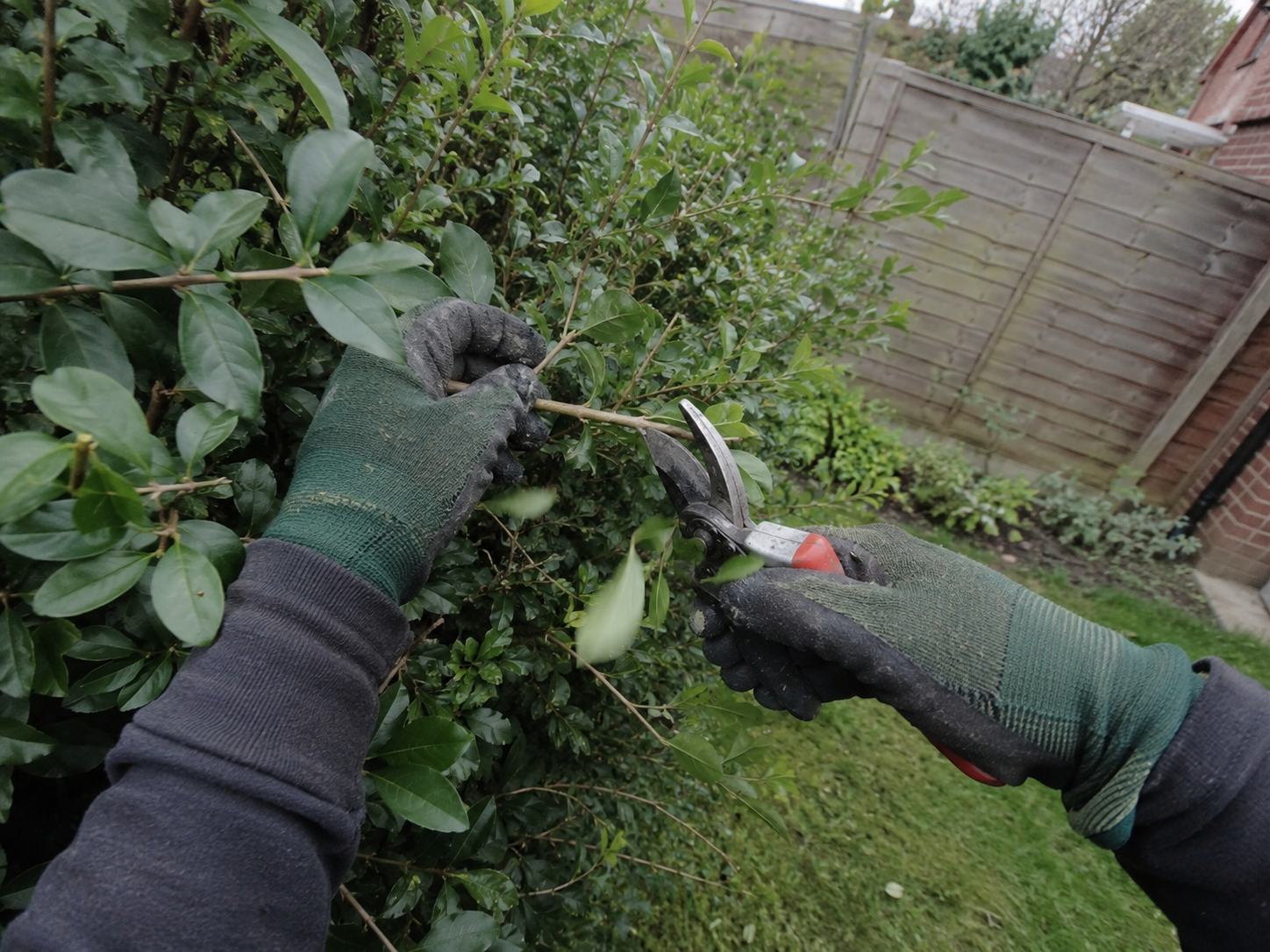 Rückschnitt eines Zweigs mit der Gartenschere