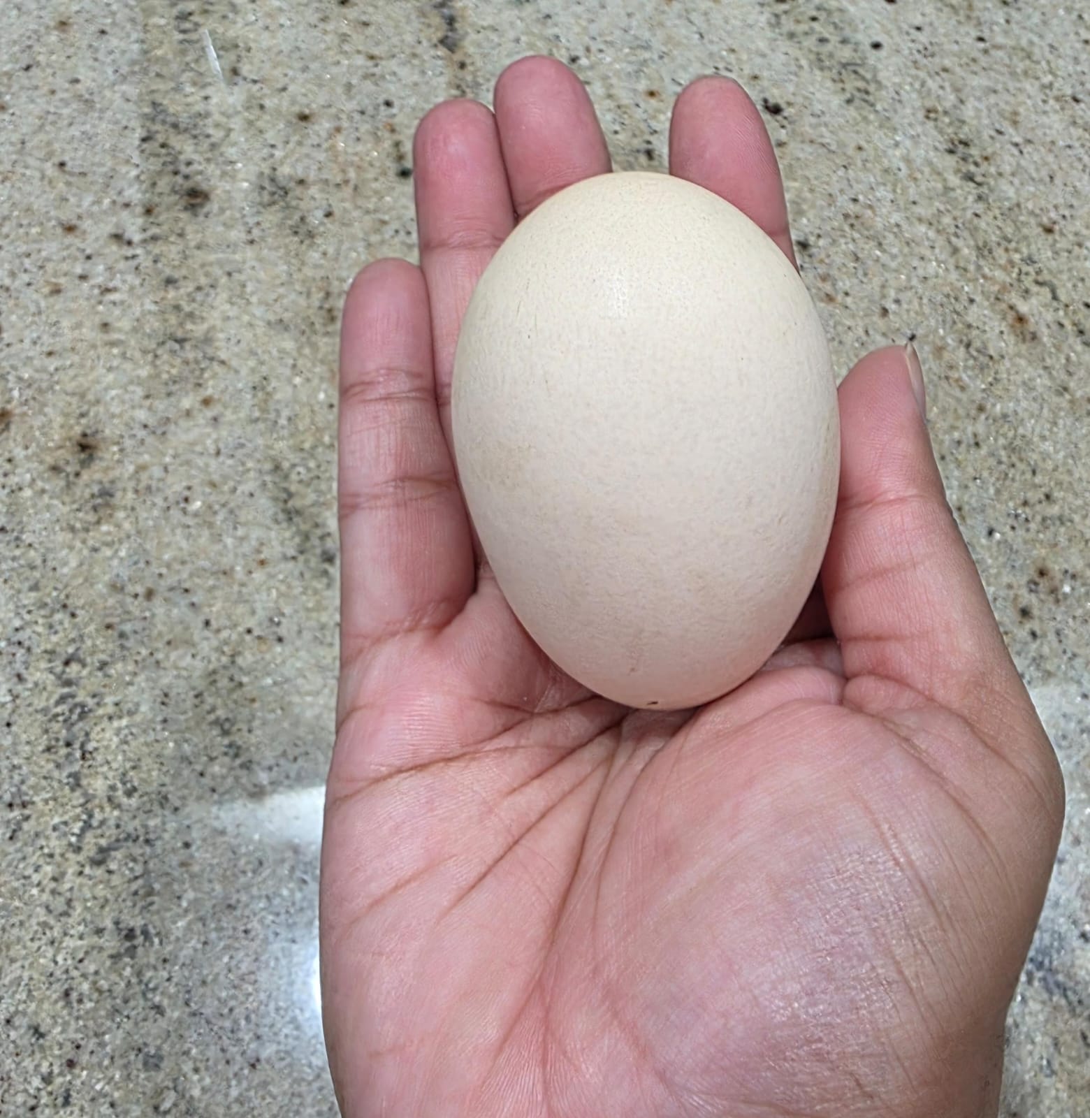 Jumbo Eggs