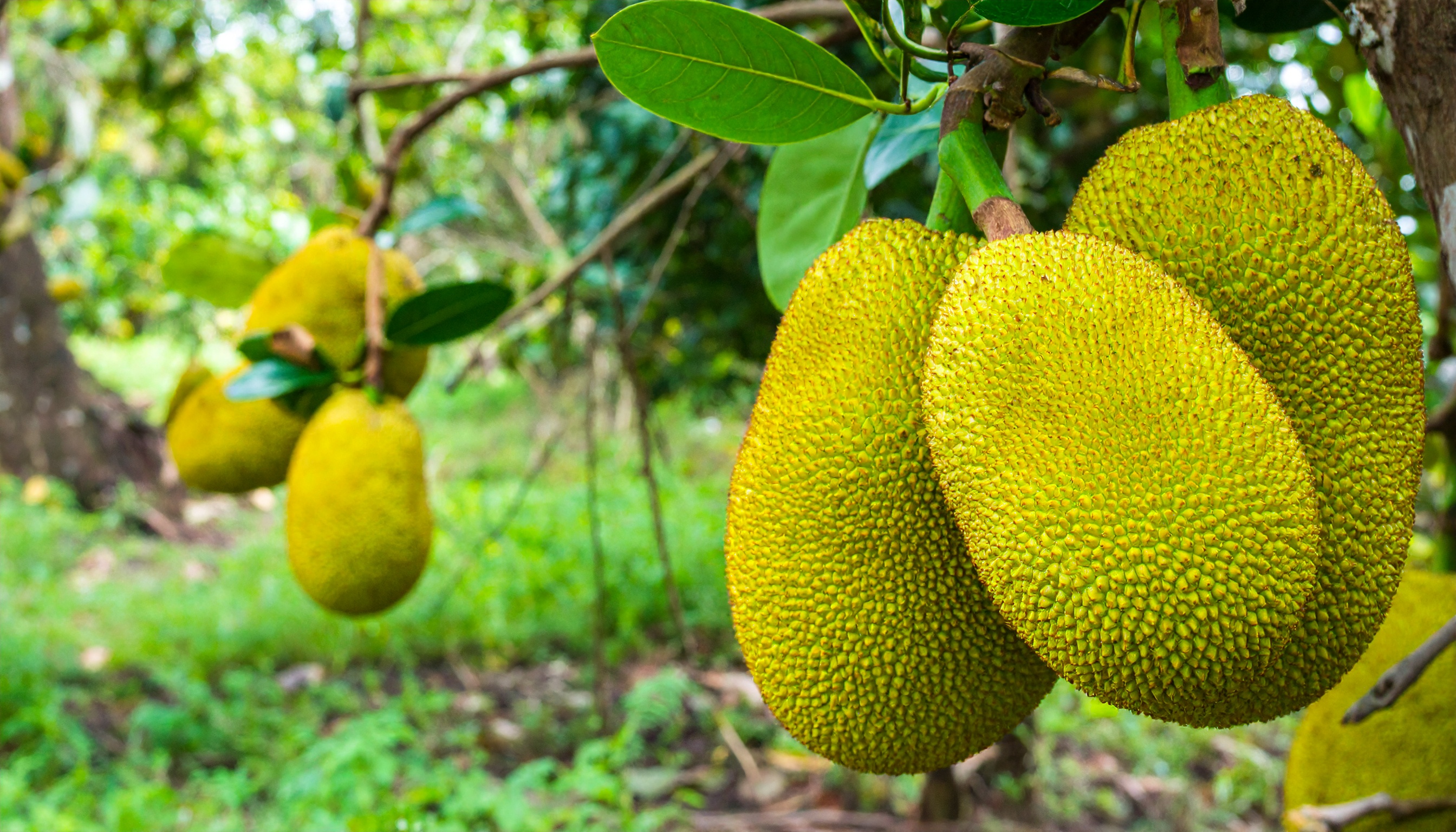 Jackfruit growing on a tree