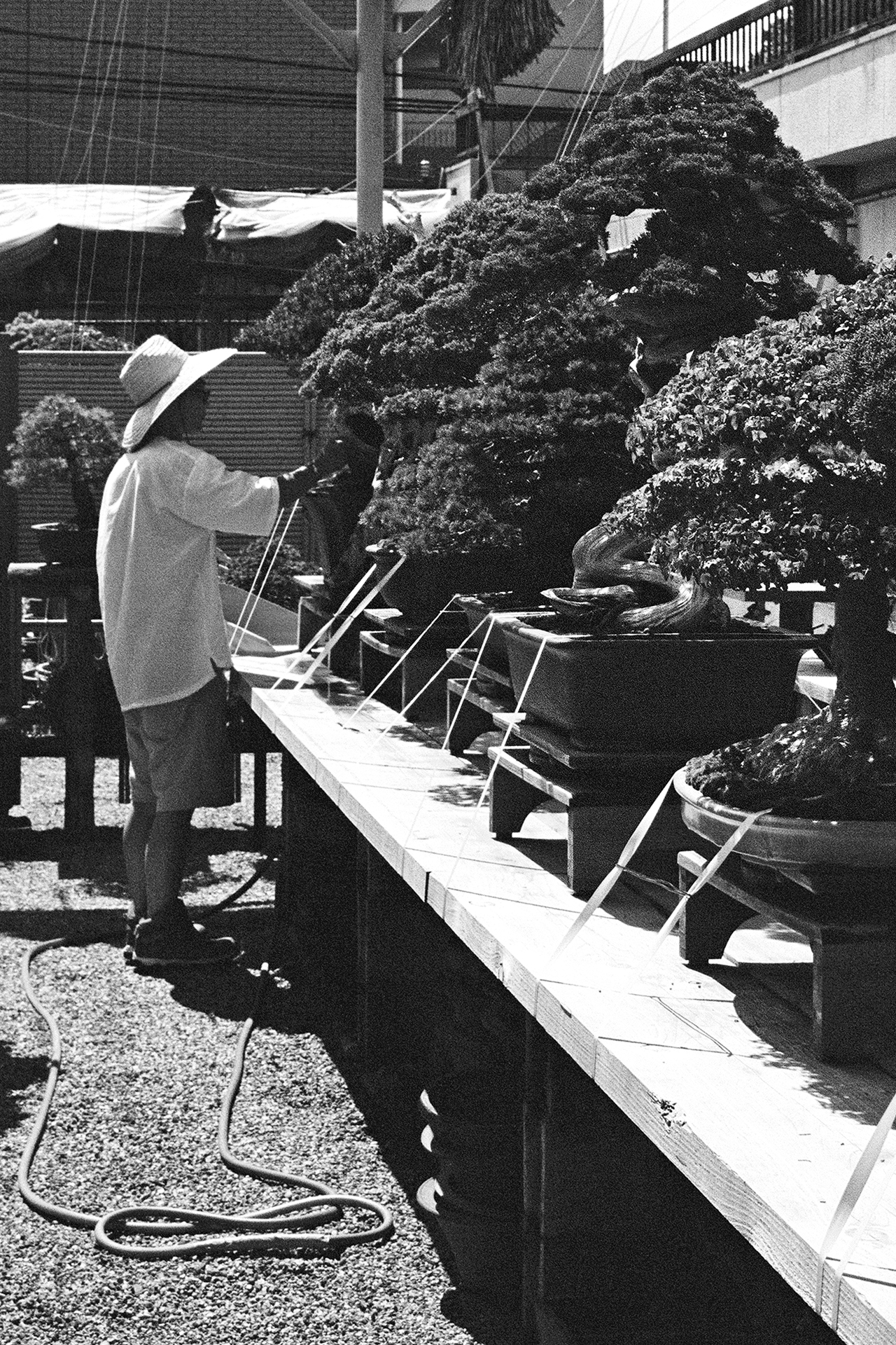 Black and white large mature bonsai pine tree in pot against wooden slat fence