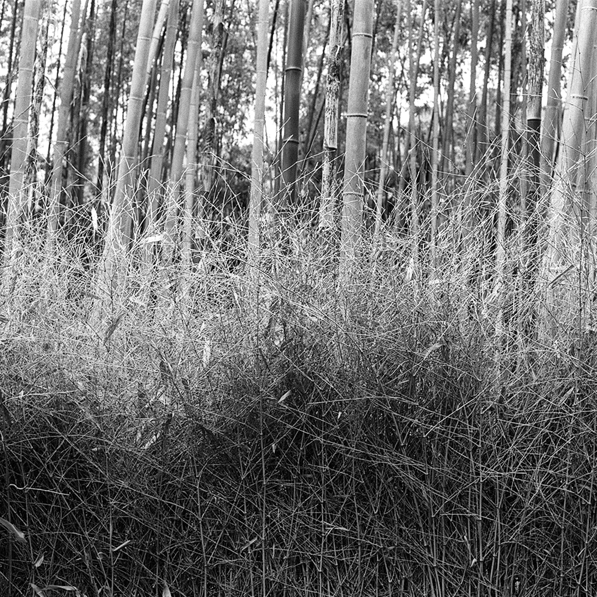 Black and white bamboo forest grove with dense dry brush undergrowth vertical stalks
