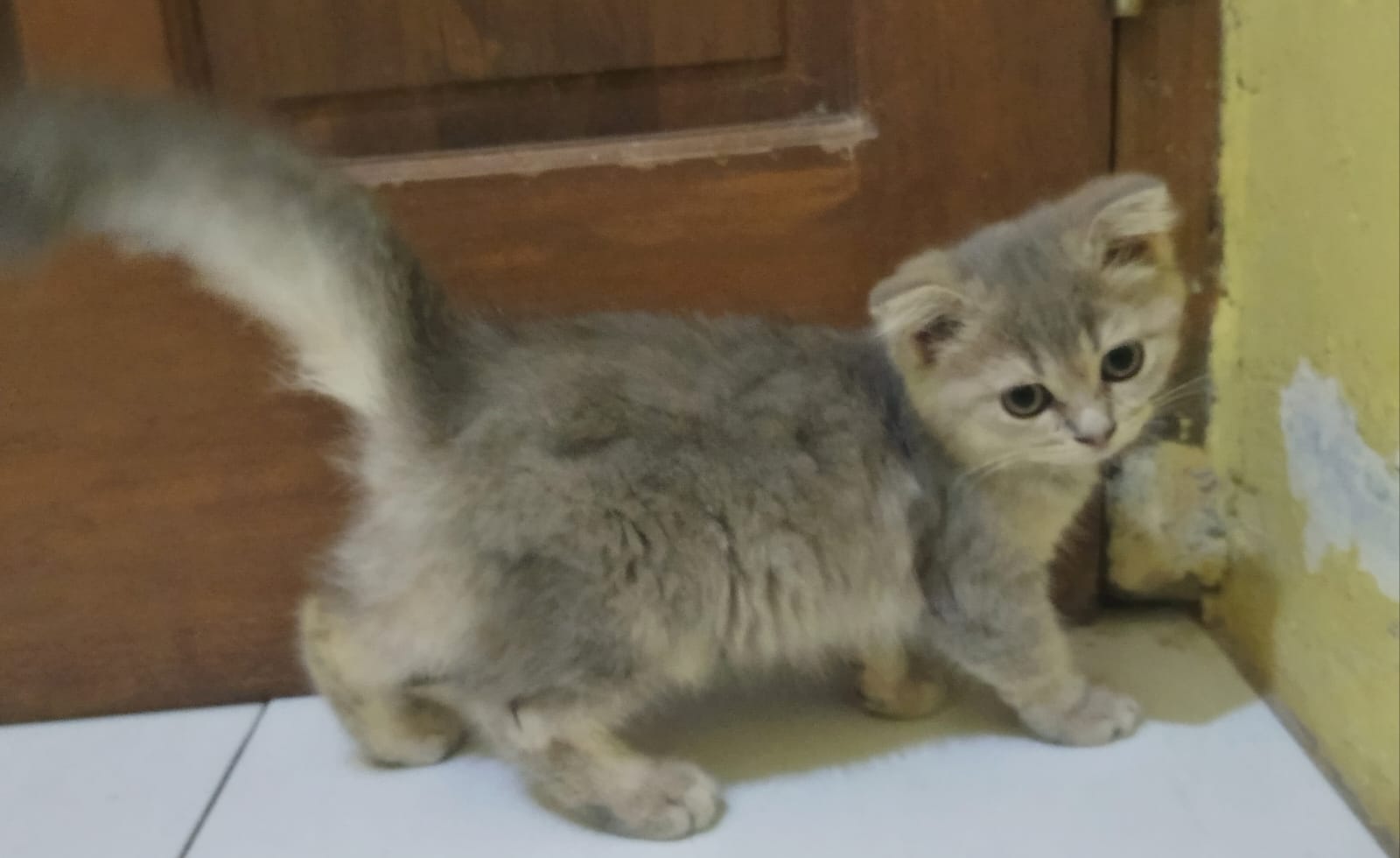Blue Cream, kucing British Shorthair Blue Grey