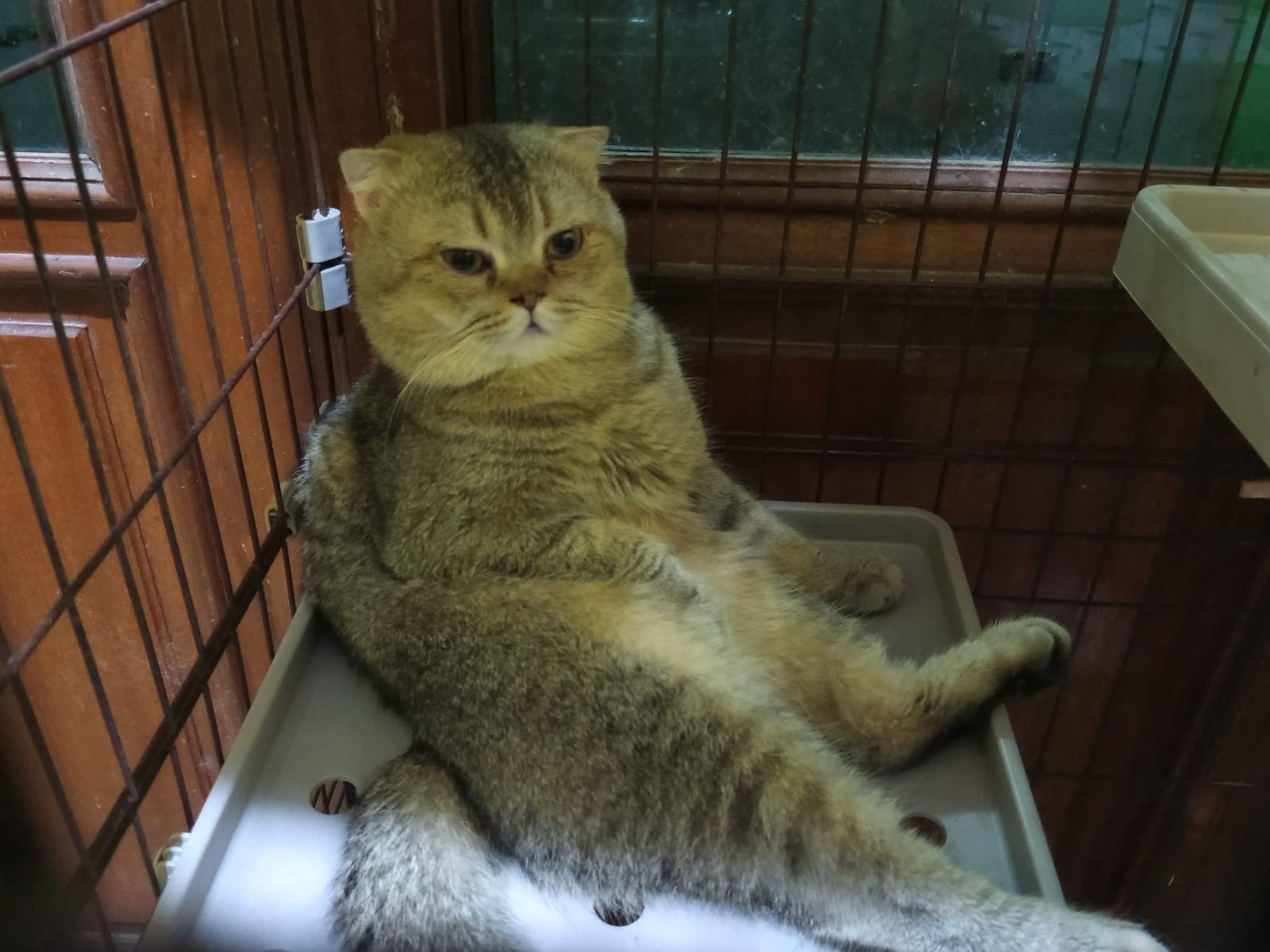 British Shorthair Rawa Kalong