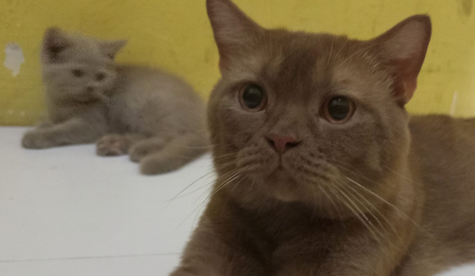 Golden Lounge, kucing British Shorthair Golden