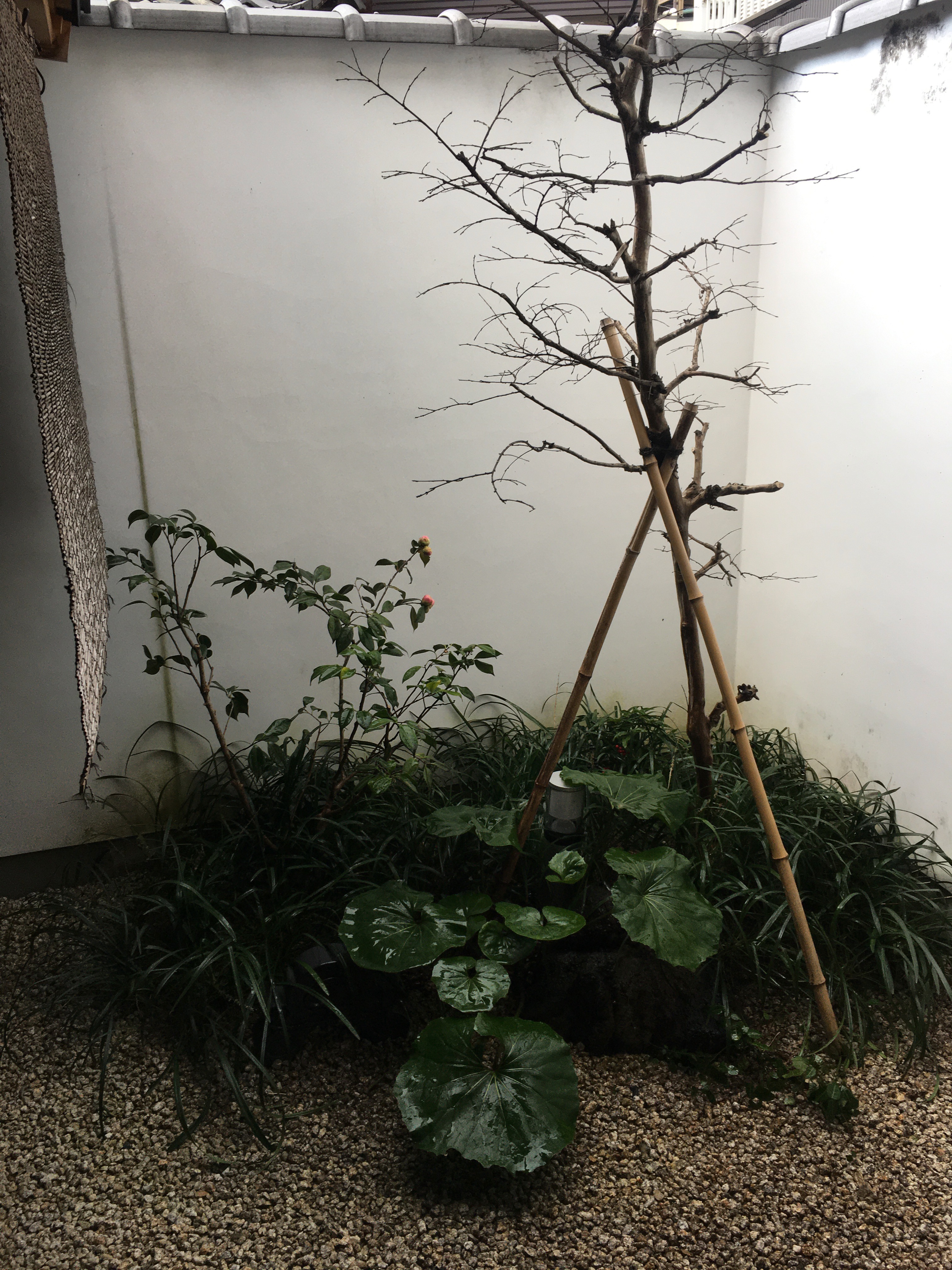 Private tsuboniwa courtyard garden with bamboo-supported tree, camellia, and gravel