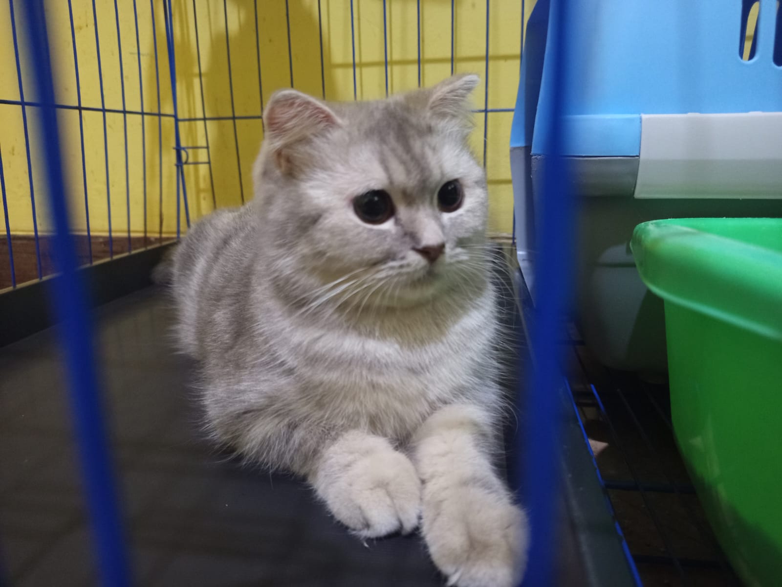 British Shorthair premium