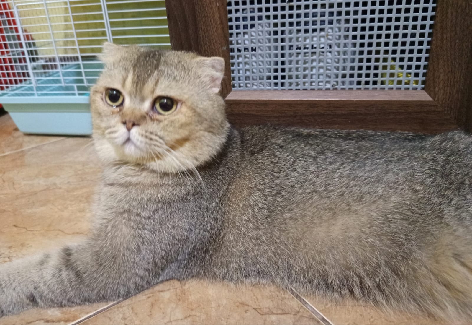 Kucing British Shorthair area BSD