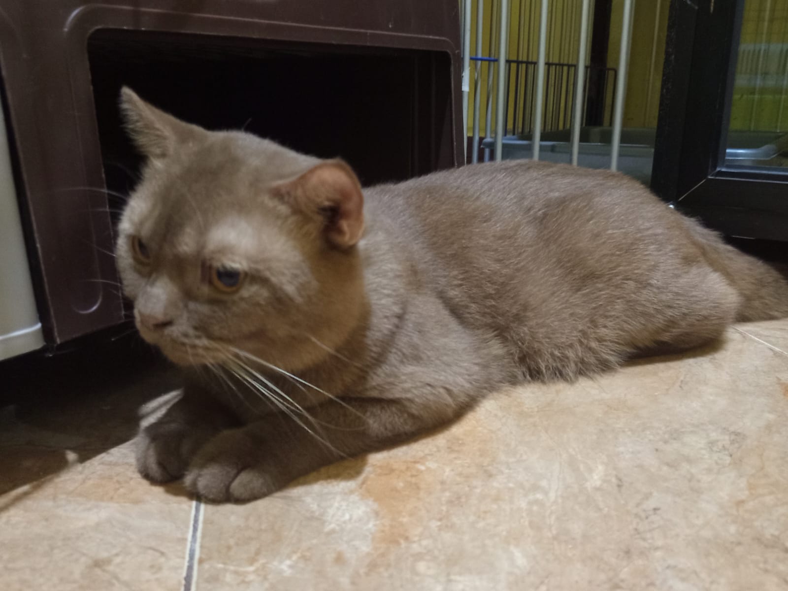 Cream BSH, kucing British Shorthair Cream