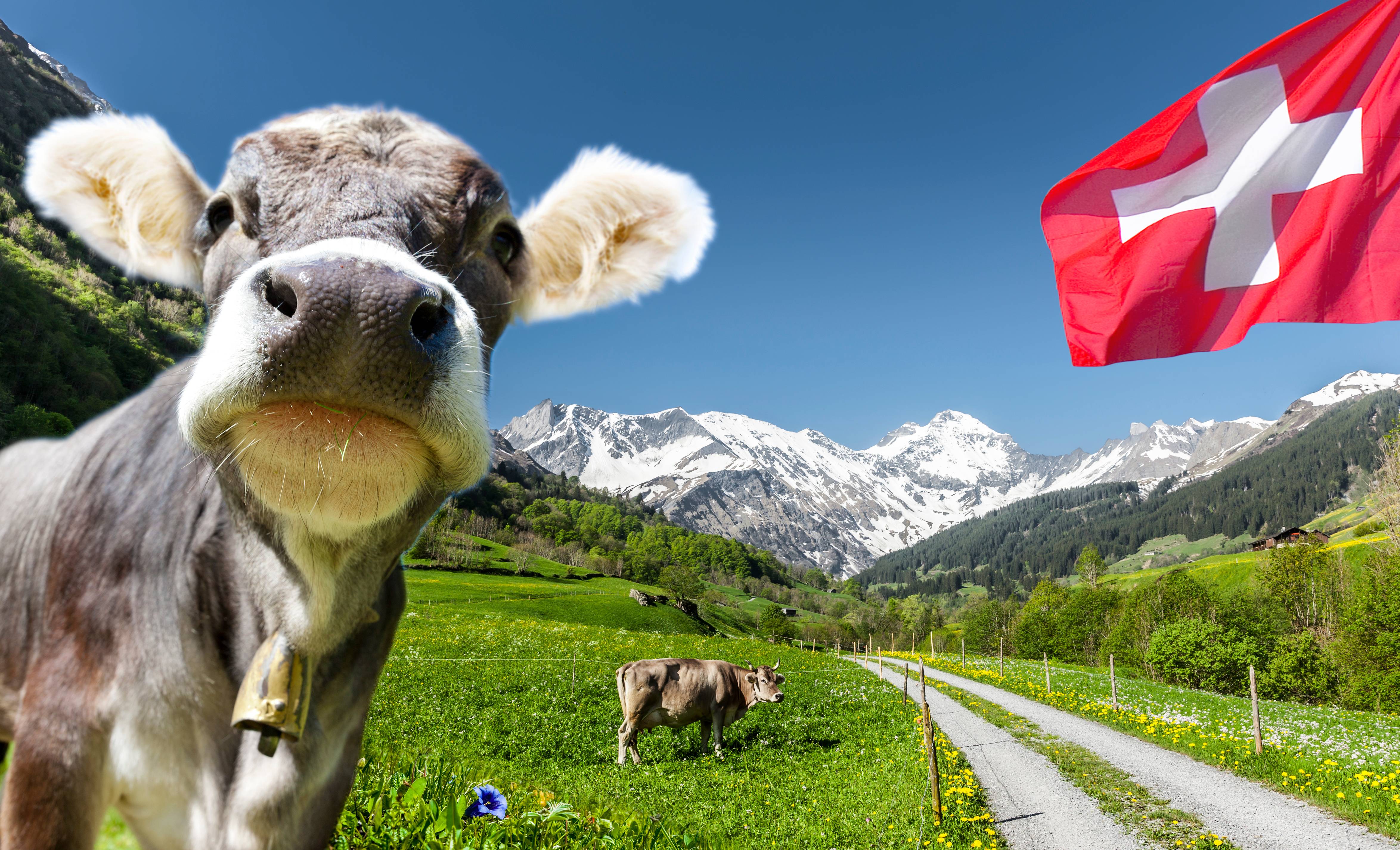 Schweizer Kuh mit Flagge und Alpenlandschaft
