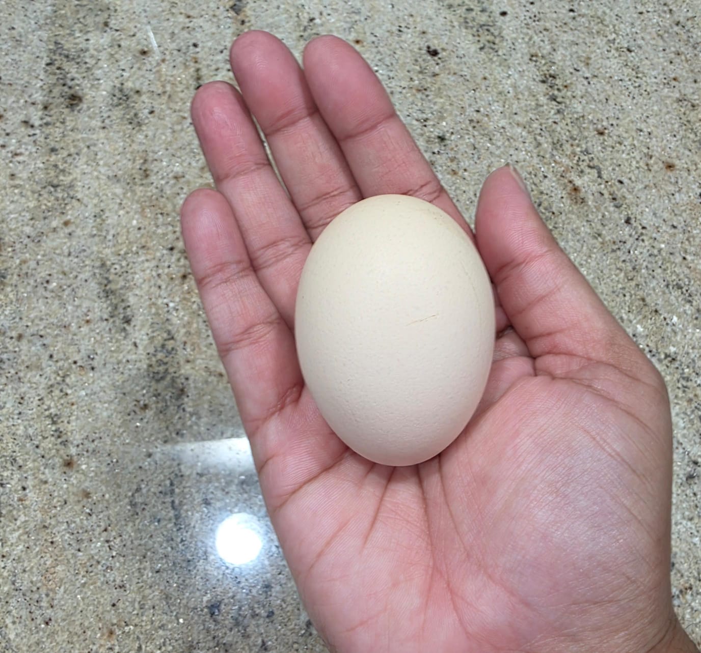 Large Eggs