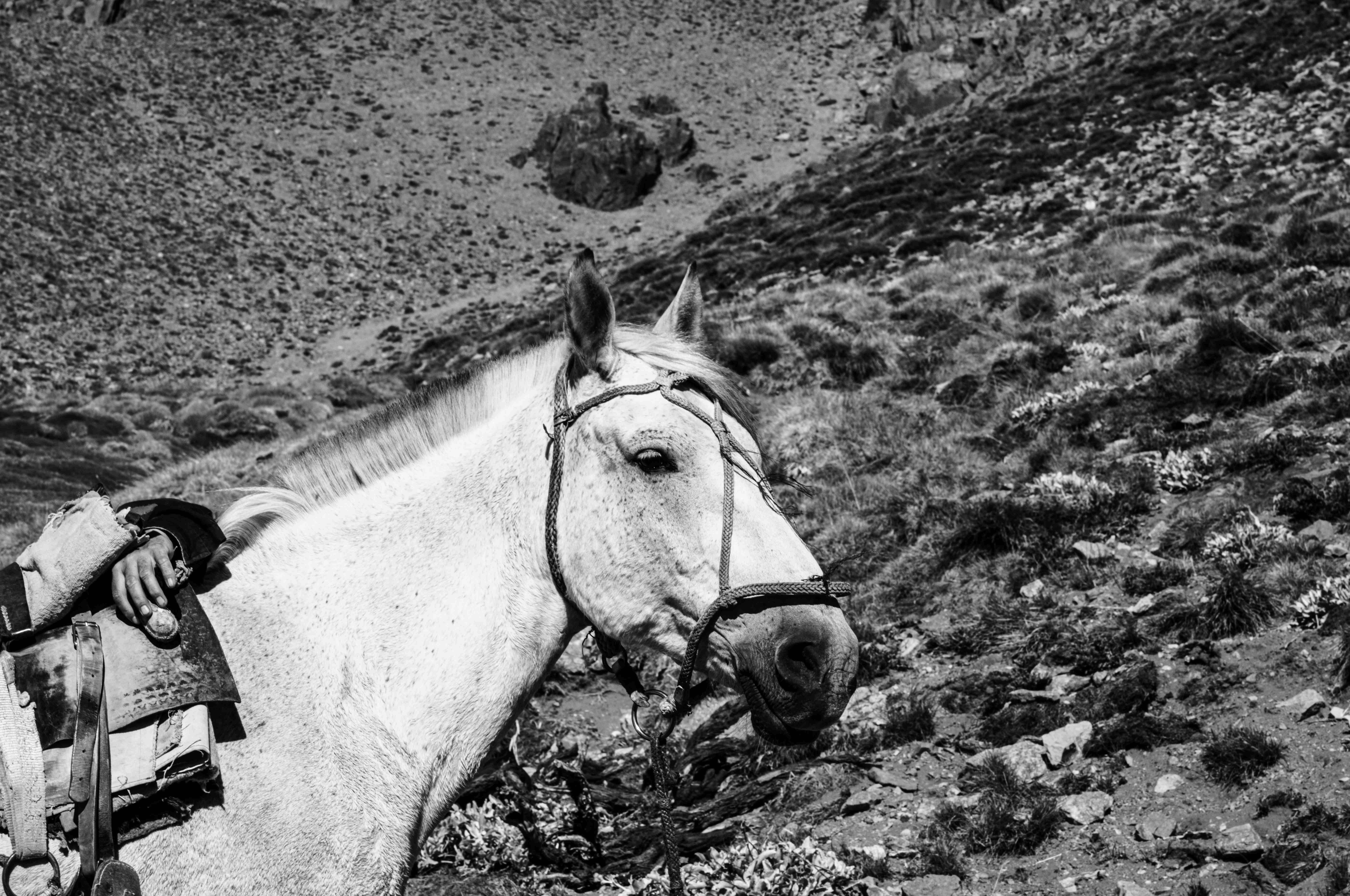 Caballo blanco ensillado en primer plano, blanco y negro