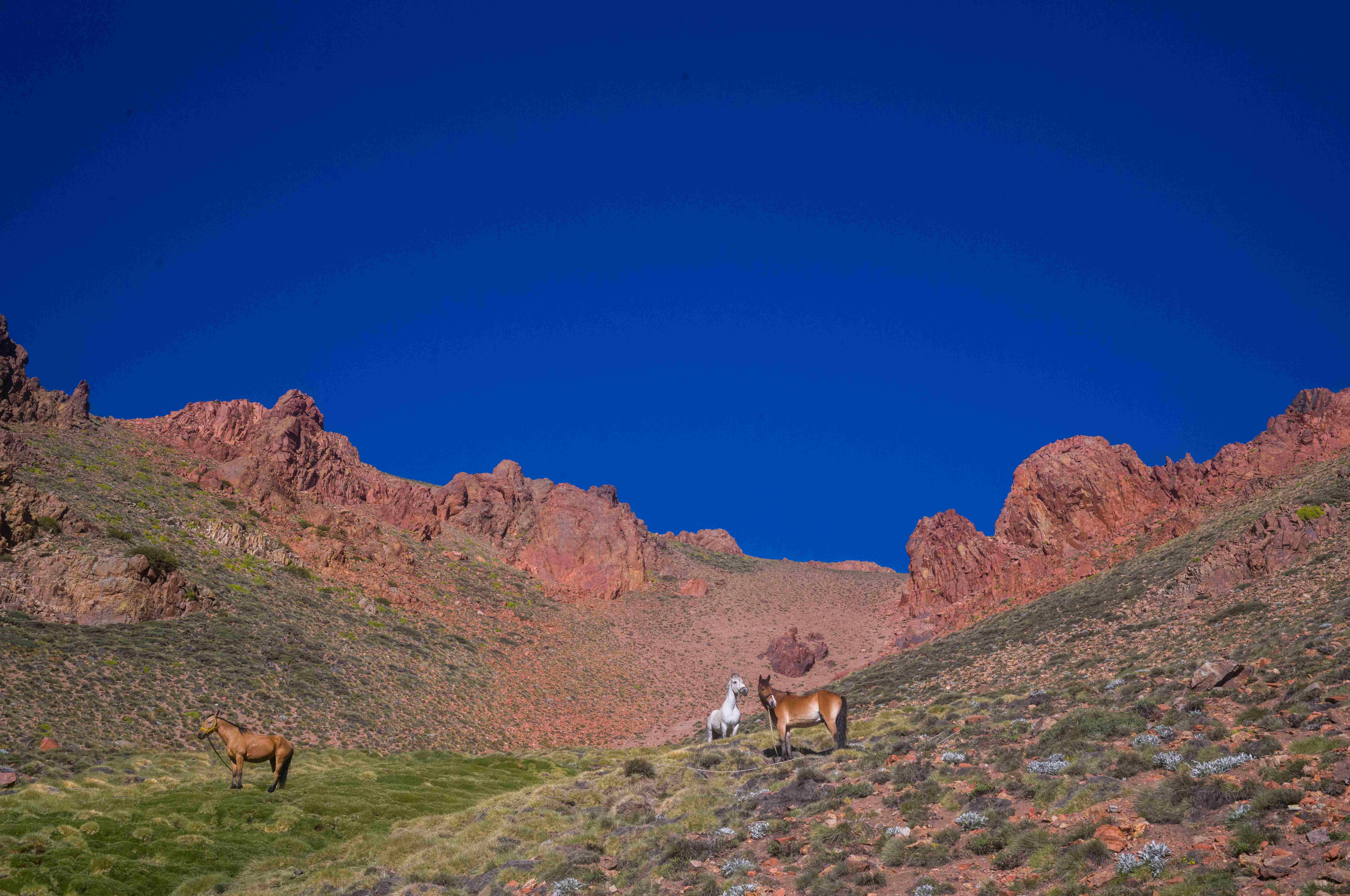 Tres caballos en valle verde con formaciones rocosas rojas