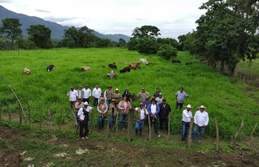 Transformando el sector ganadero hondureño en una economía baja en carbono