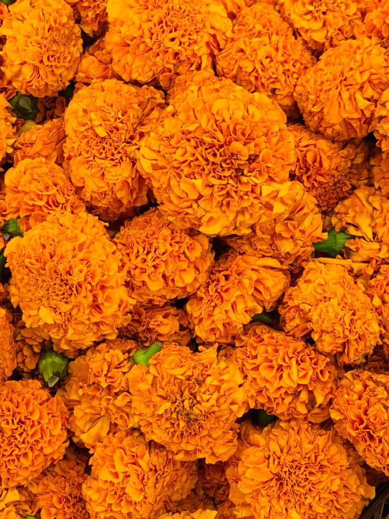 Marigold Loose - Orange