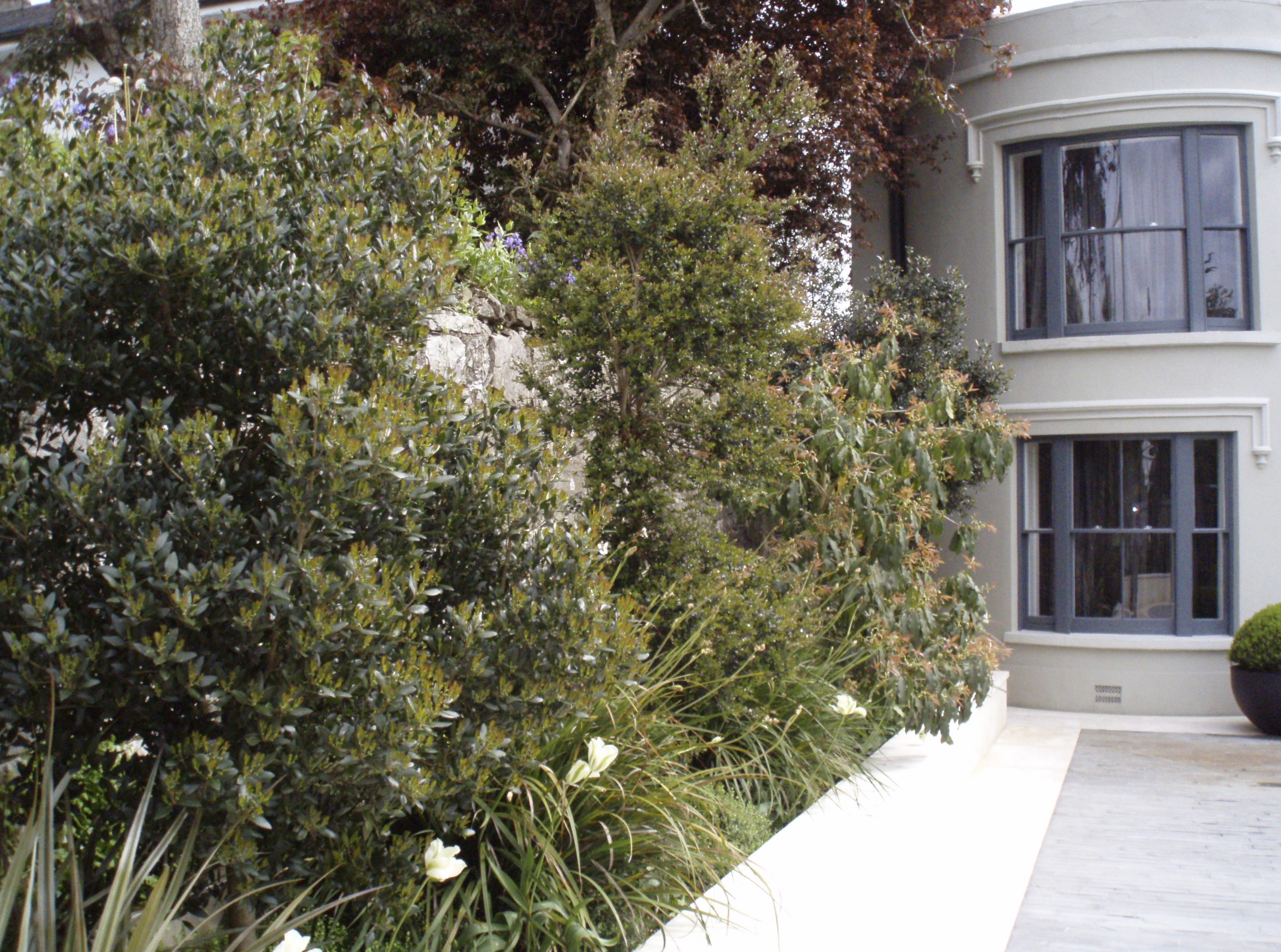 Side garden path beside a period rendered house with dense evergreen shrub planting and a raised stone bed
