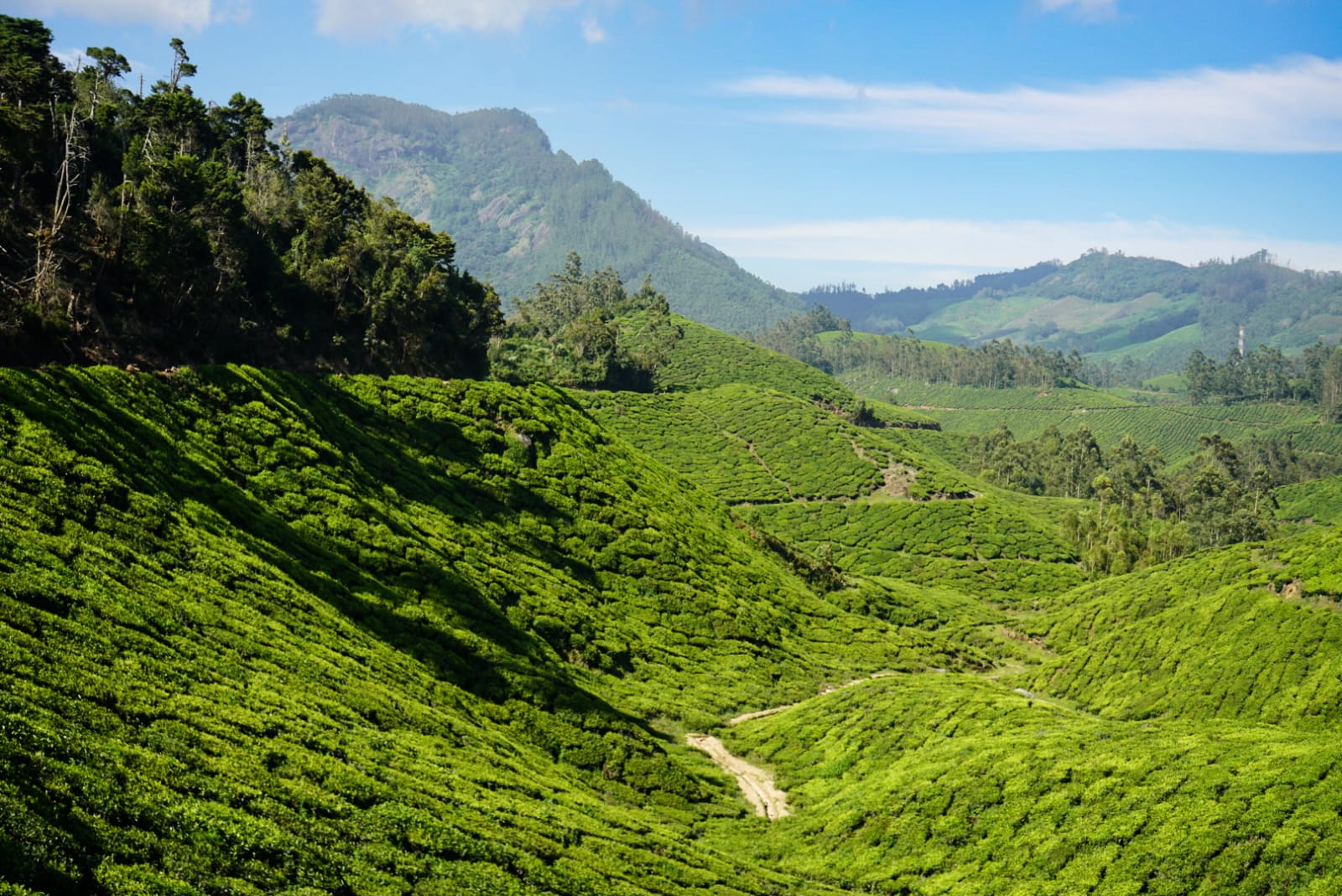 Munnar - Tea hills
