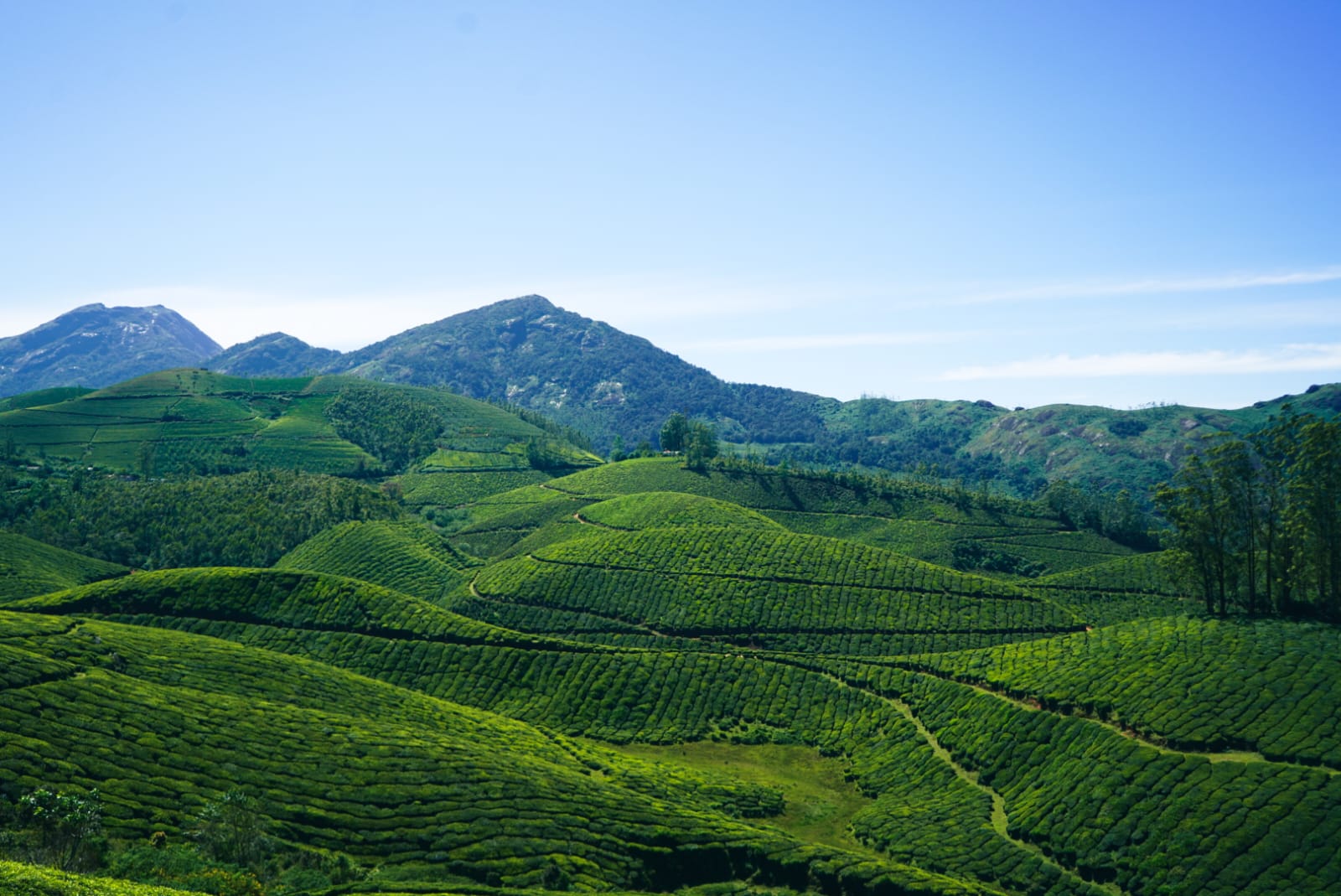 Panoramic view of Munnar tea plantation rolling hills