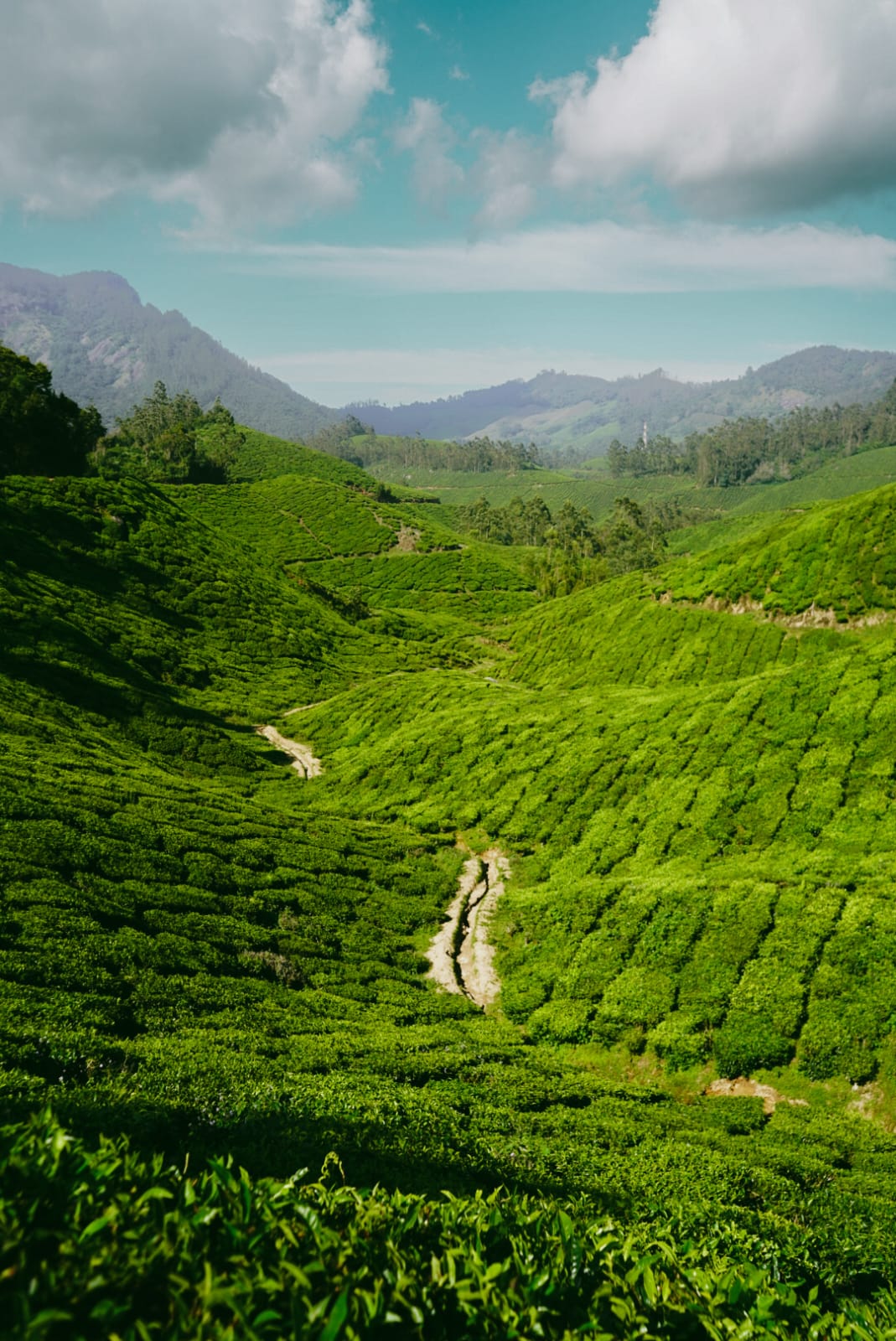 Rolling green tea plantations in Munnar hills